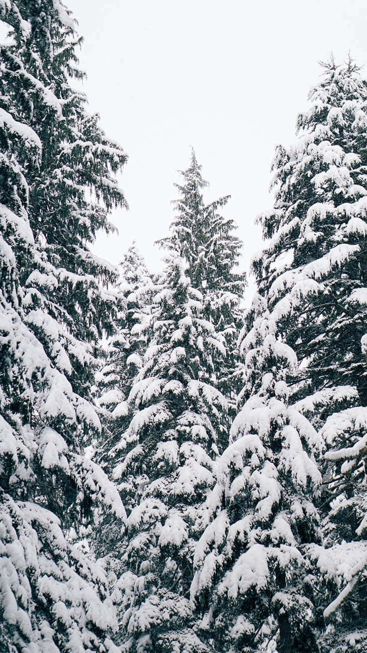 'n Magiese iPhone Kersfees in Sneeuw Muurpapier