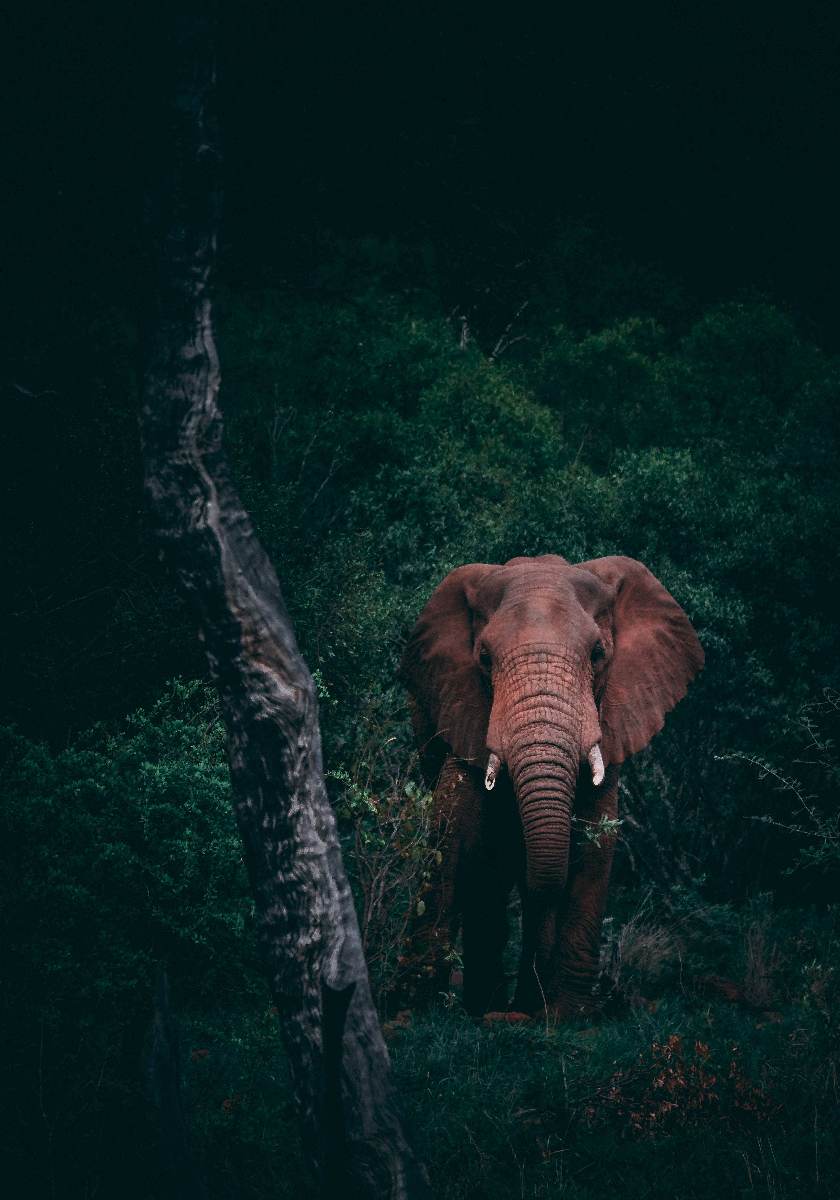 'n Majestueuse Olifant wat in 'n Donker Woud Staan Muurpapier
