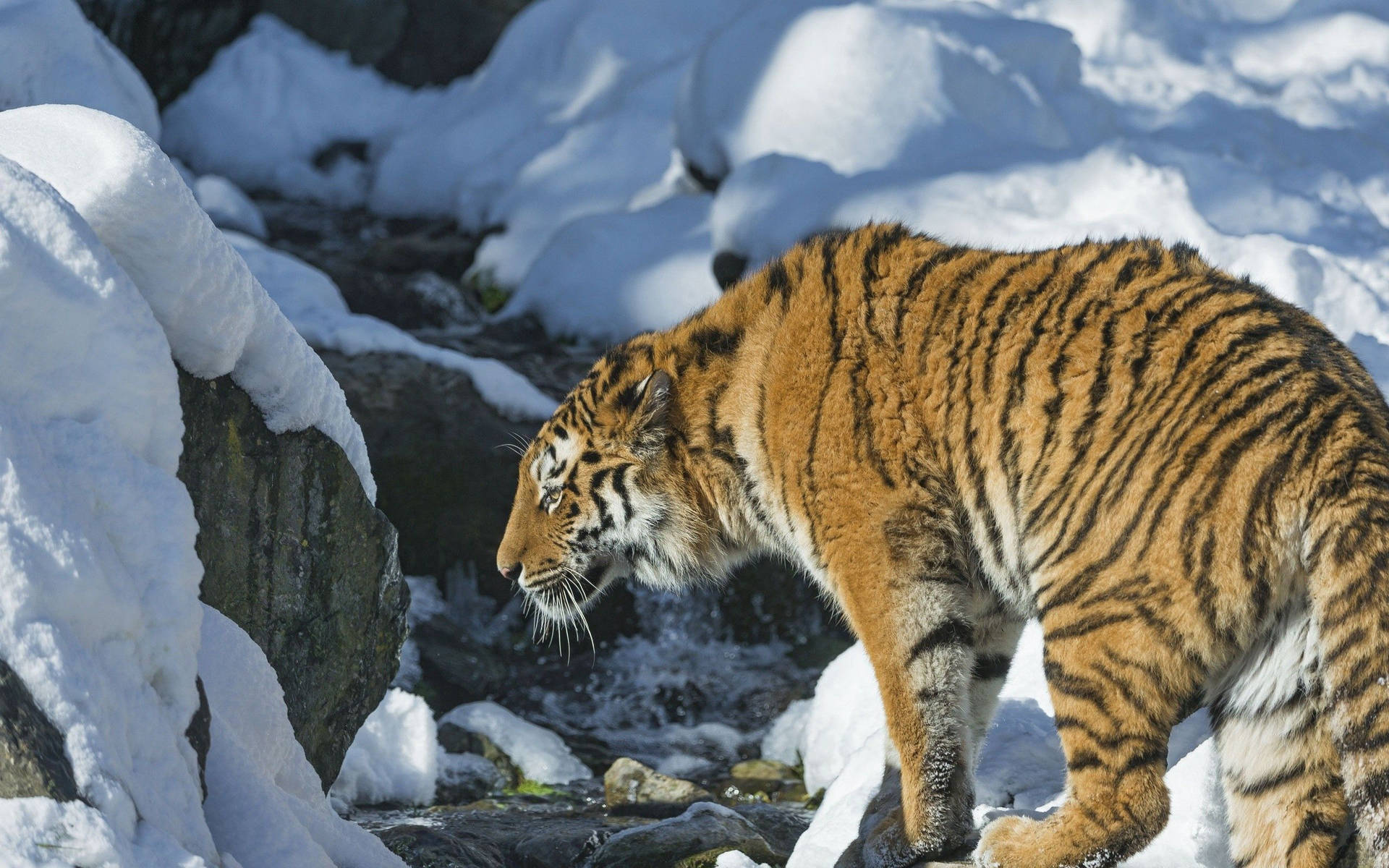 Siberiese tier op sneeurotse by die stroom agtergrond