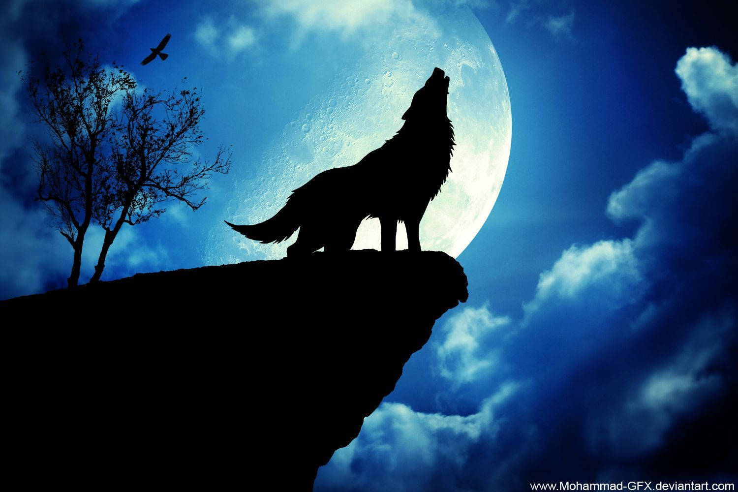 Swart wolf wat huil op die krans gedurende volmaannag, blou aand.