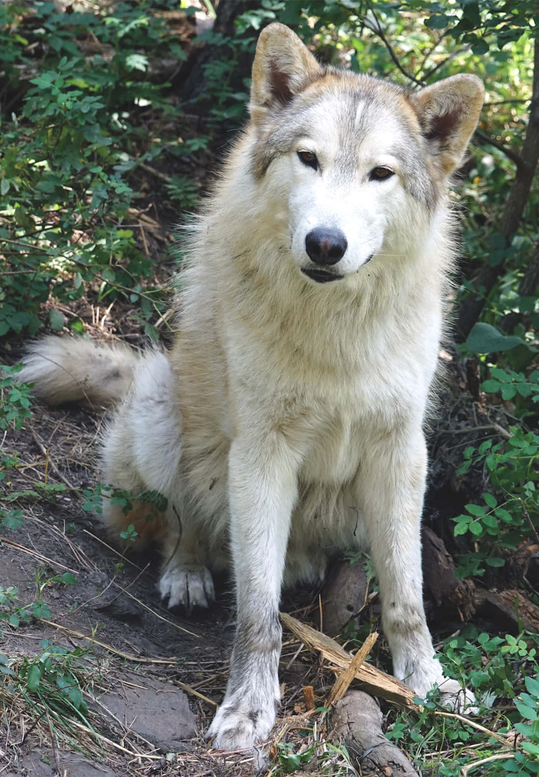 'n Majestueuse wolf in sy natuurlike habitat Muurpapier