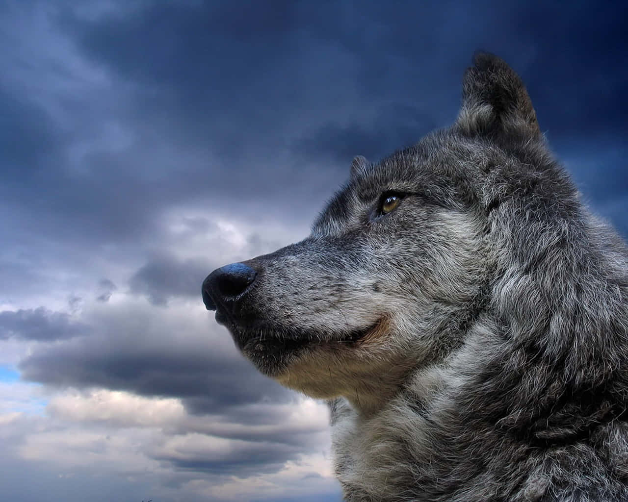 'n Majestueuse wolf wat hoog in 'n veld staan. Muurpapier