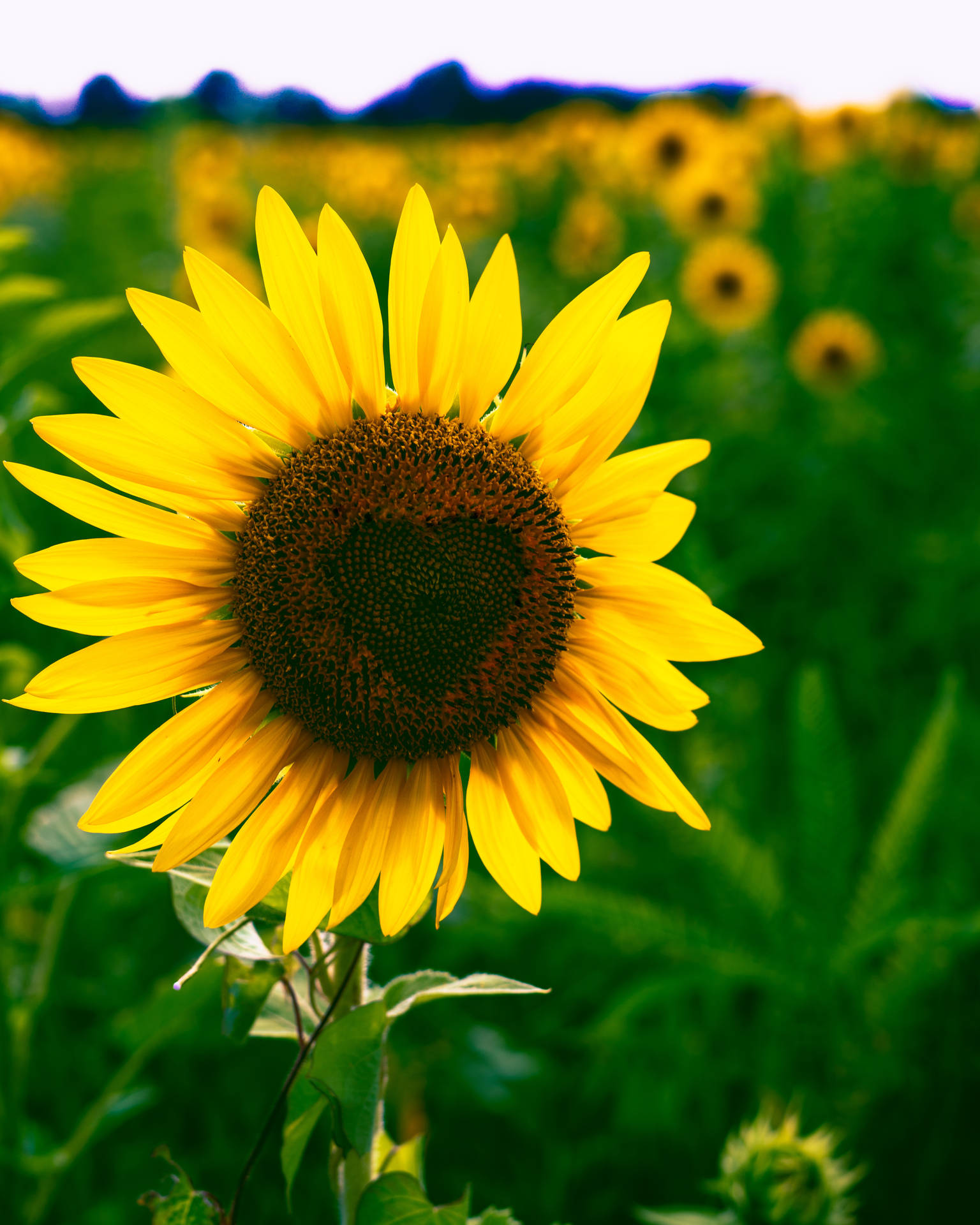 Sonneblom met heldergeel blomblare en 'n hart in die middel van die skyfblommetjies.