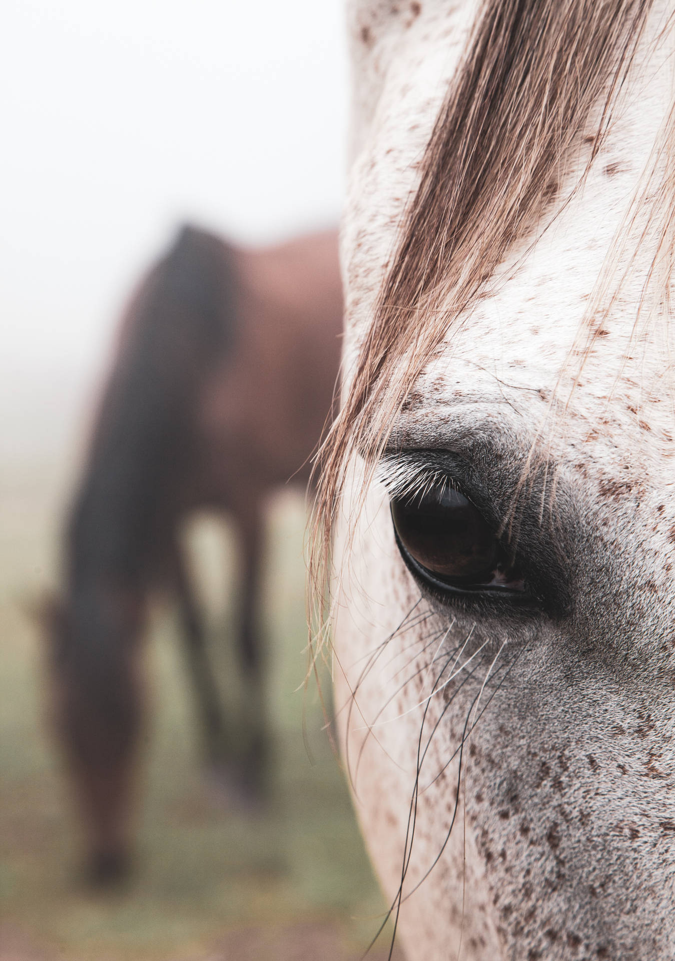 Nabyfoto van Appaloosa Perd se Oog muurpapier