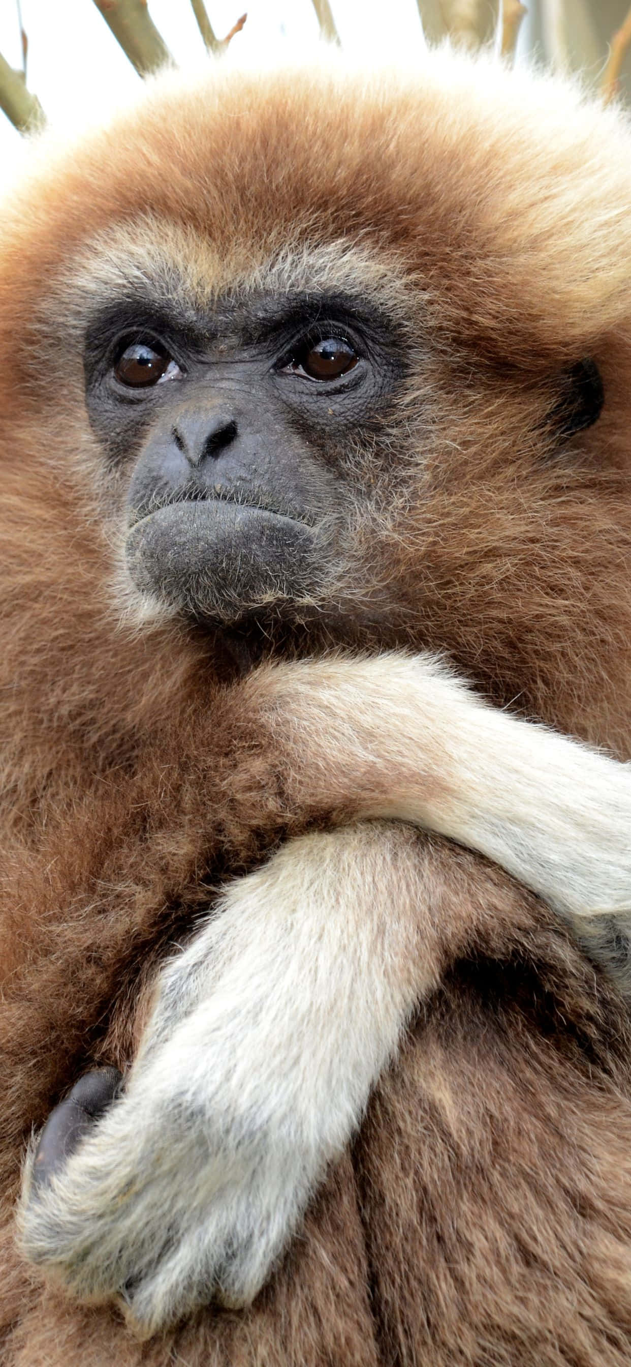 'n Nabyfoto van die pragtige iPhone XS Max Gibbon Muurpapier
