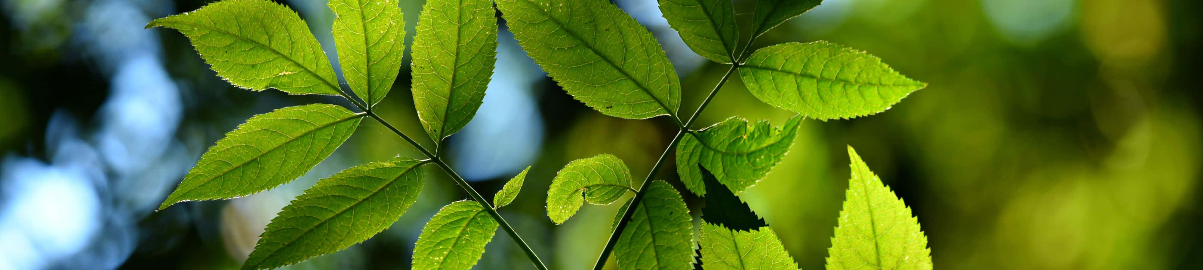 'n nabyfoto van groen blare met 'n vervaagde agtergrond Muurpapier
