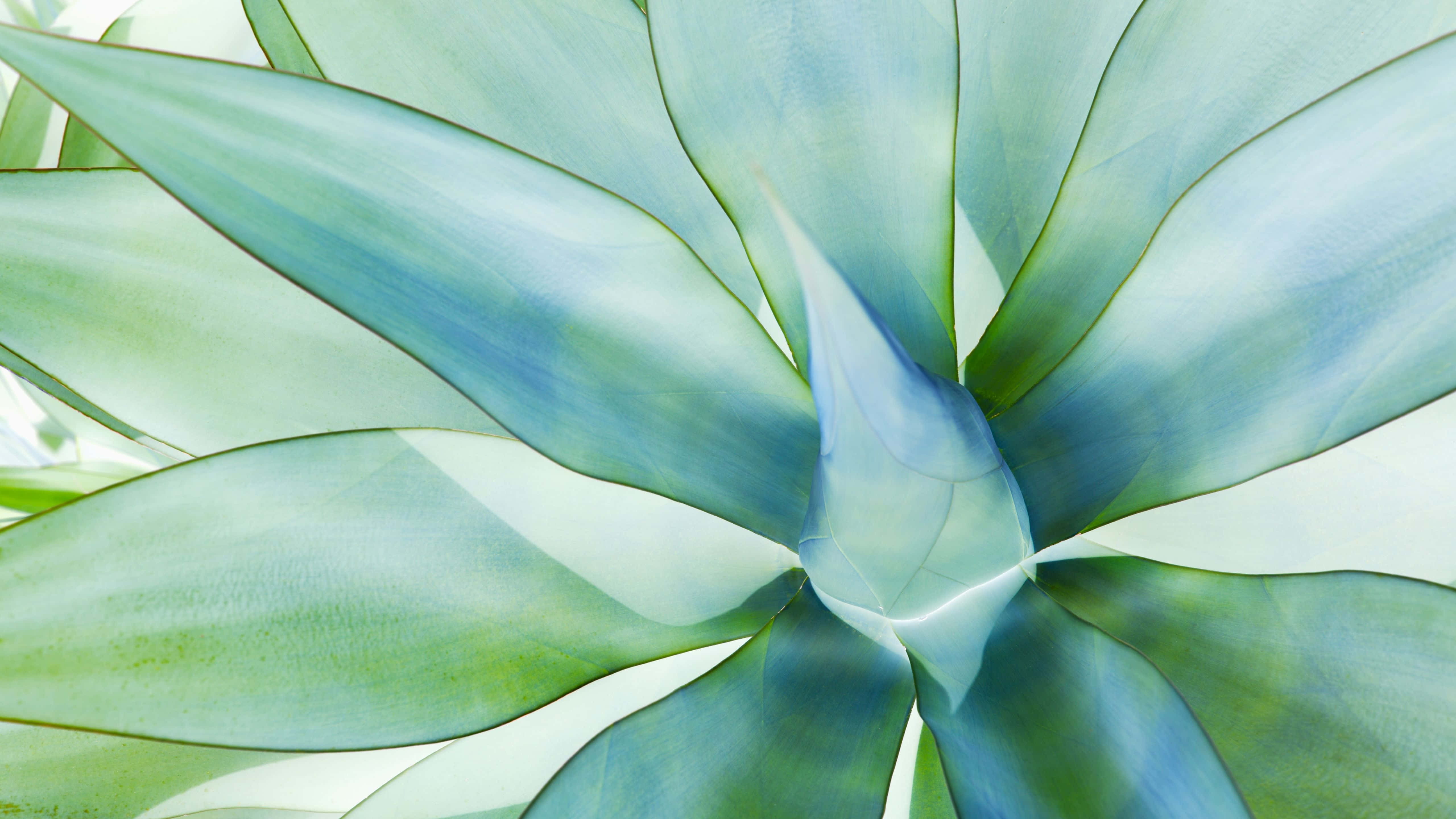 'n Nabyfoto van 'n Groen Plant Muurpapier