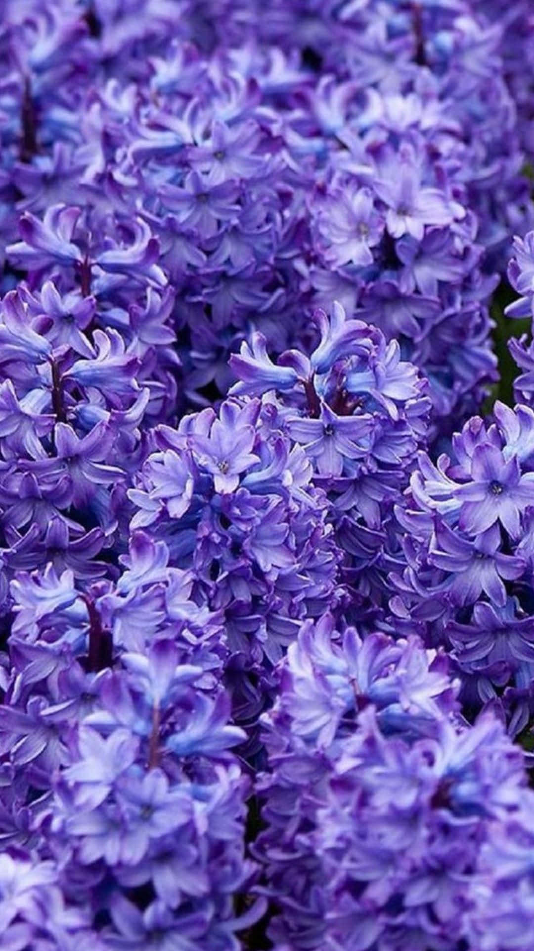 'n Nabyfoto van pers blomme in 'n tuin Muurpapier