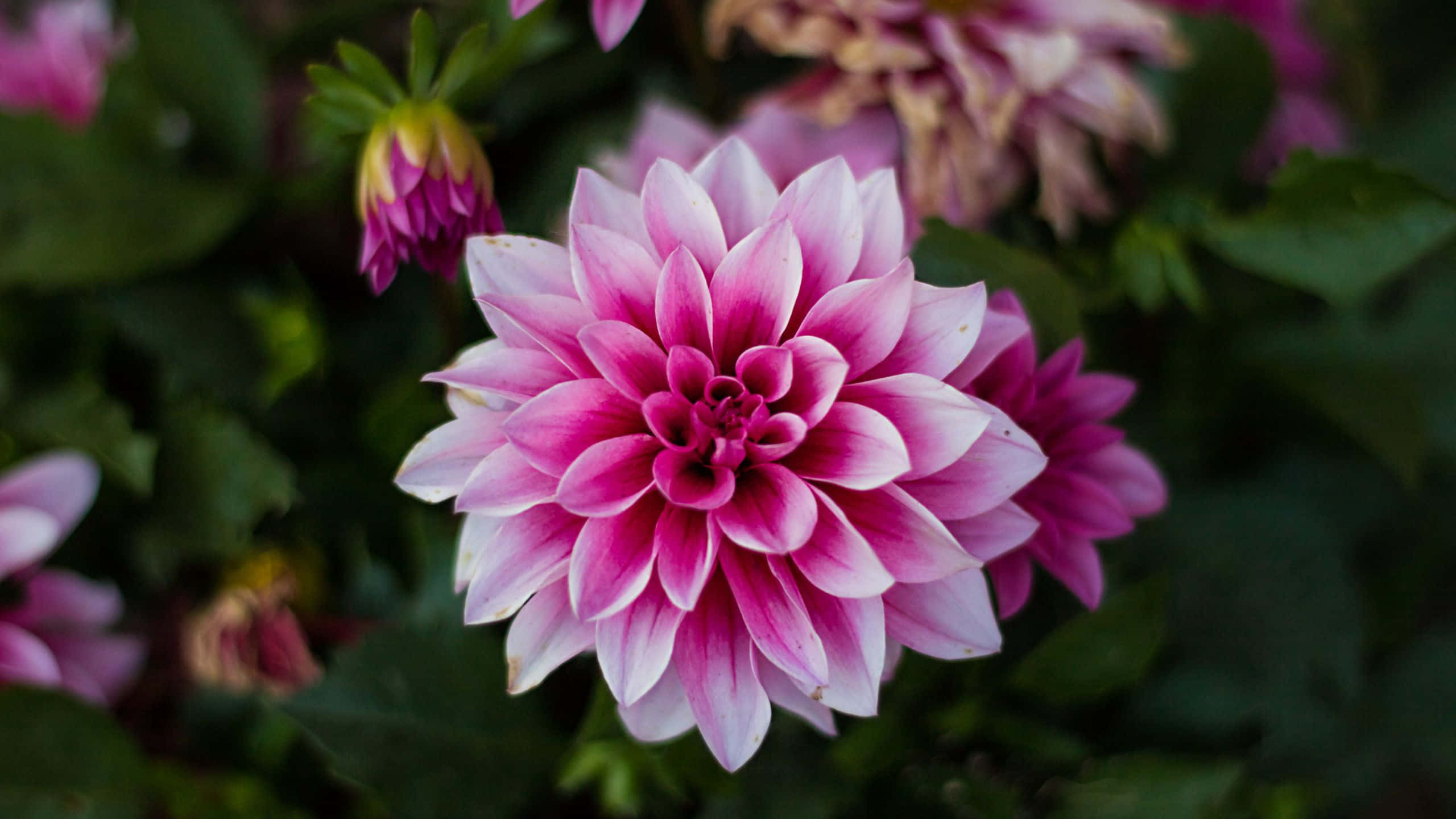 'n nabyfoto van pienk dahlia blomme Muurpapier