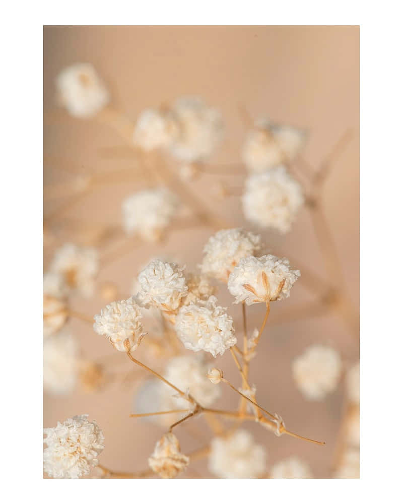 'n Nabyfoto van wit blomme op 'n beige agtergrond Muurpapier