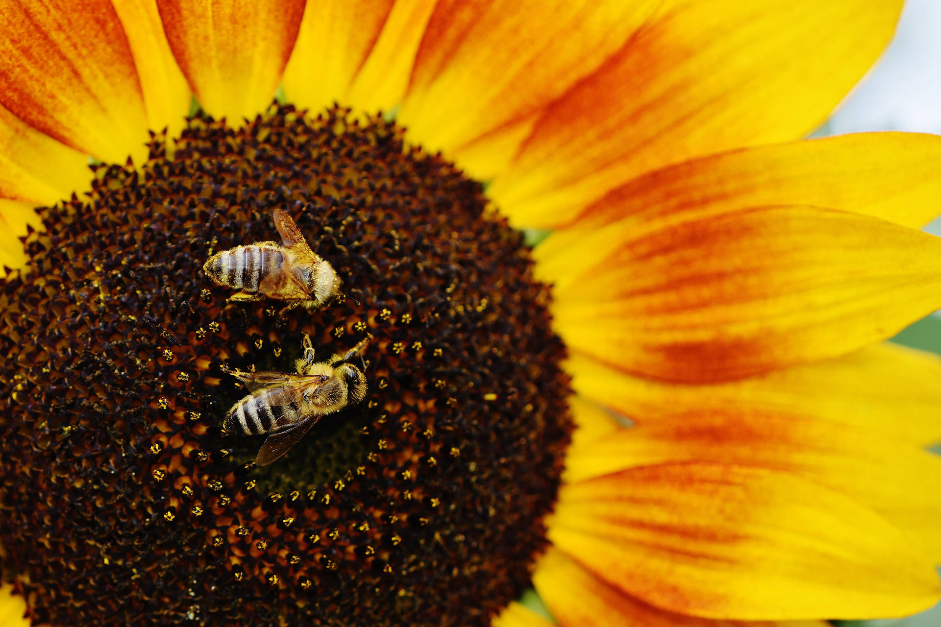 Groot Sonneblom met bye in die middel vir bestuiwing, somerweer.