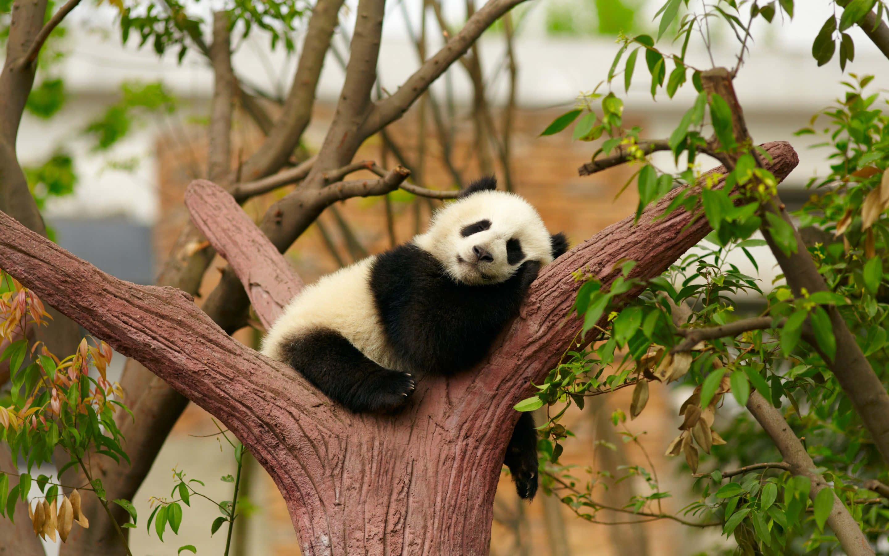 'n Oulike panda wat 'n peuselhappie geniet in sy natuurlike habitat Muurpapier
