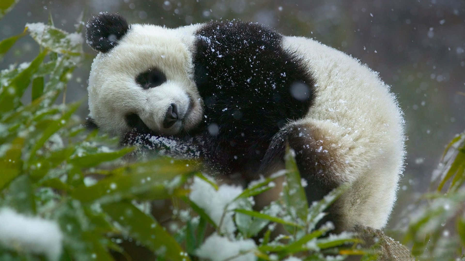 'n Oulike Panda wat Ontspan in 'n Bamboesbos Muurpapier