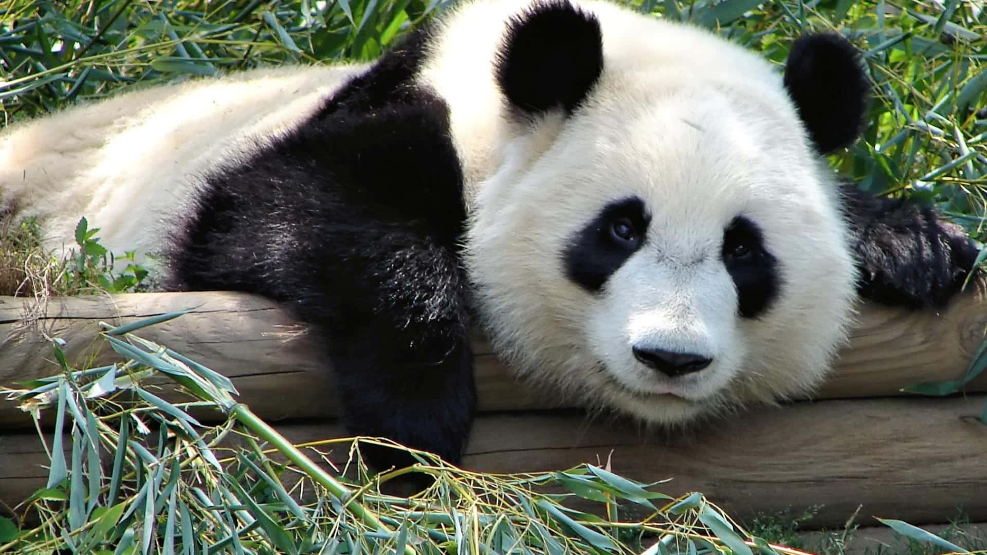'n pandabeer wat op 'n houtstomp lê Muurpapier