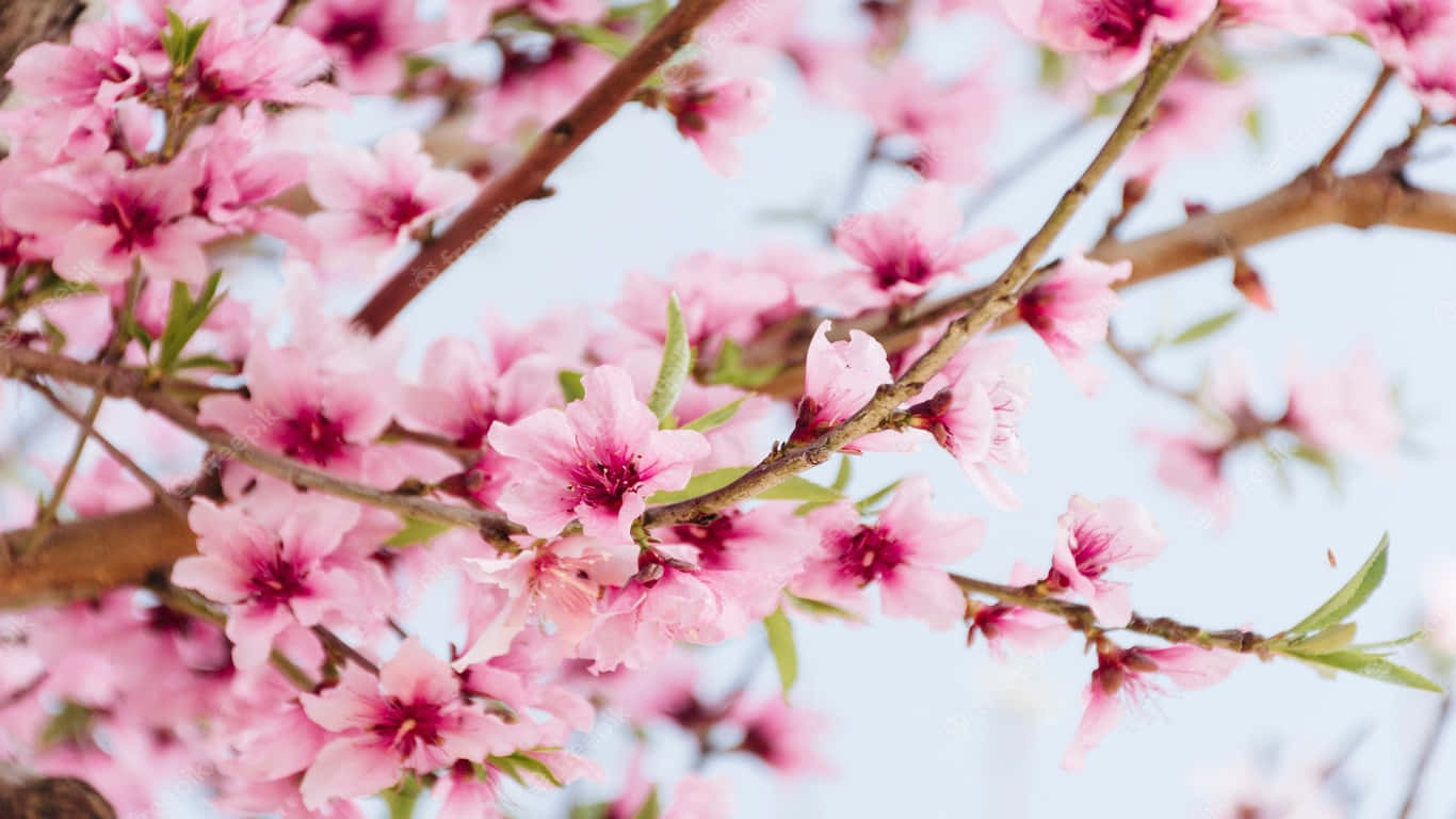 'n Pienk blomboom met takke en blare Muurpapier