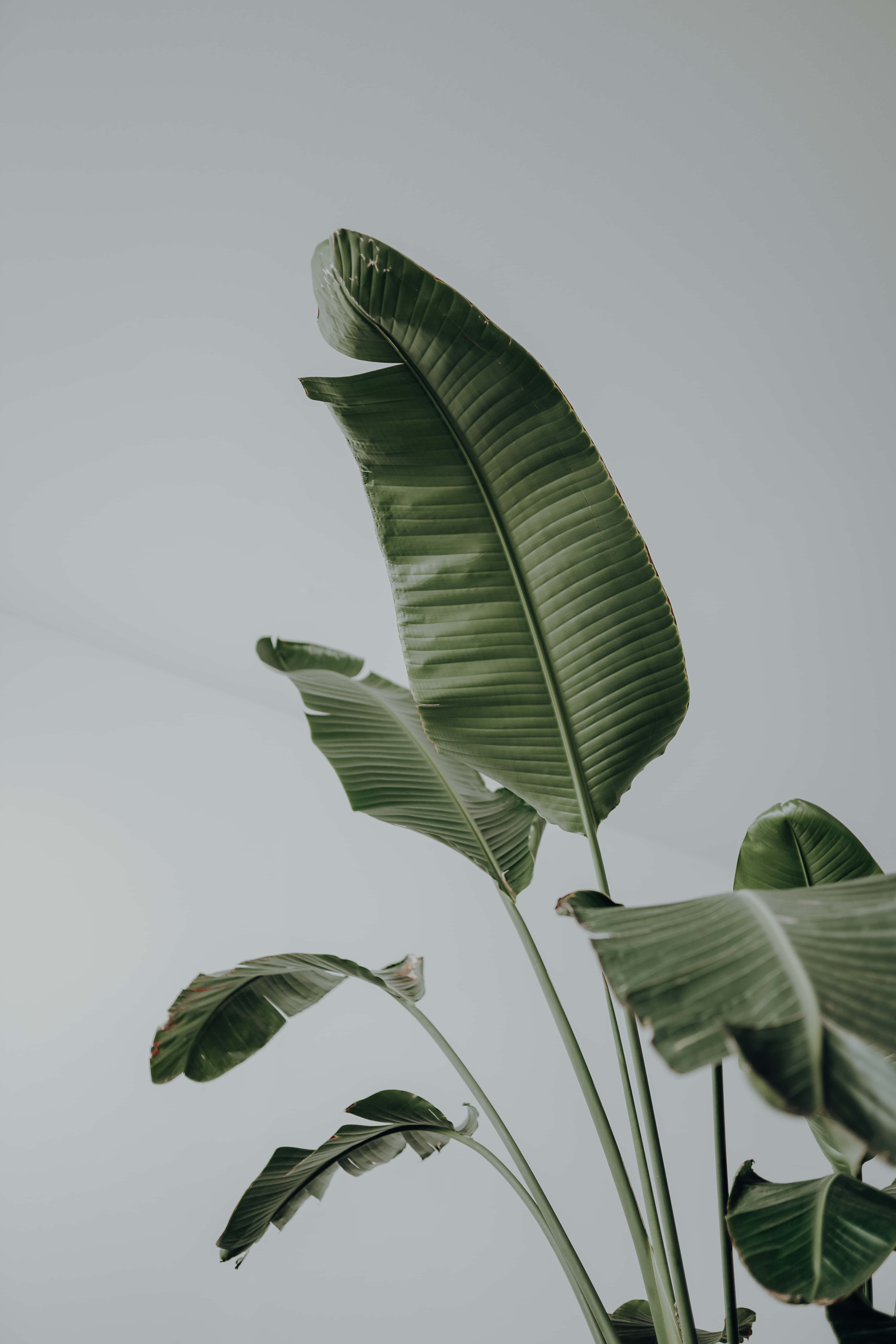 'n Plant met blare in 'n wit vaas Muurpapier