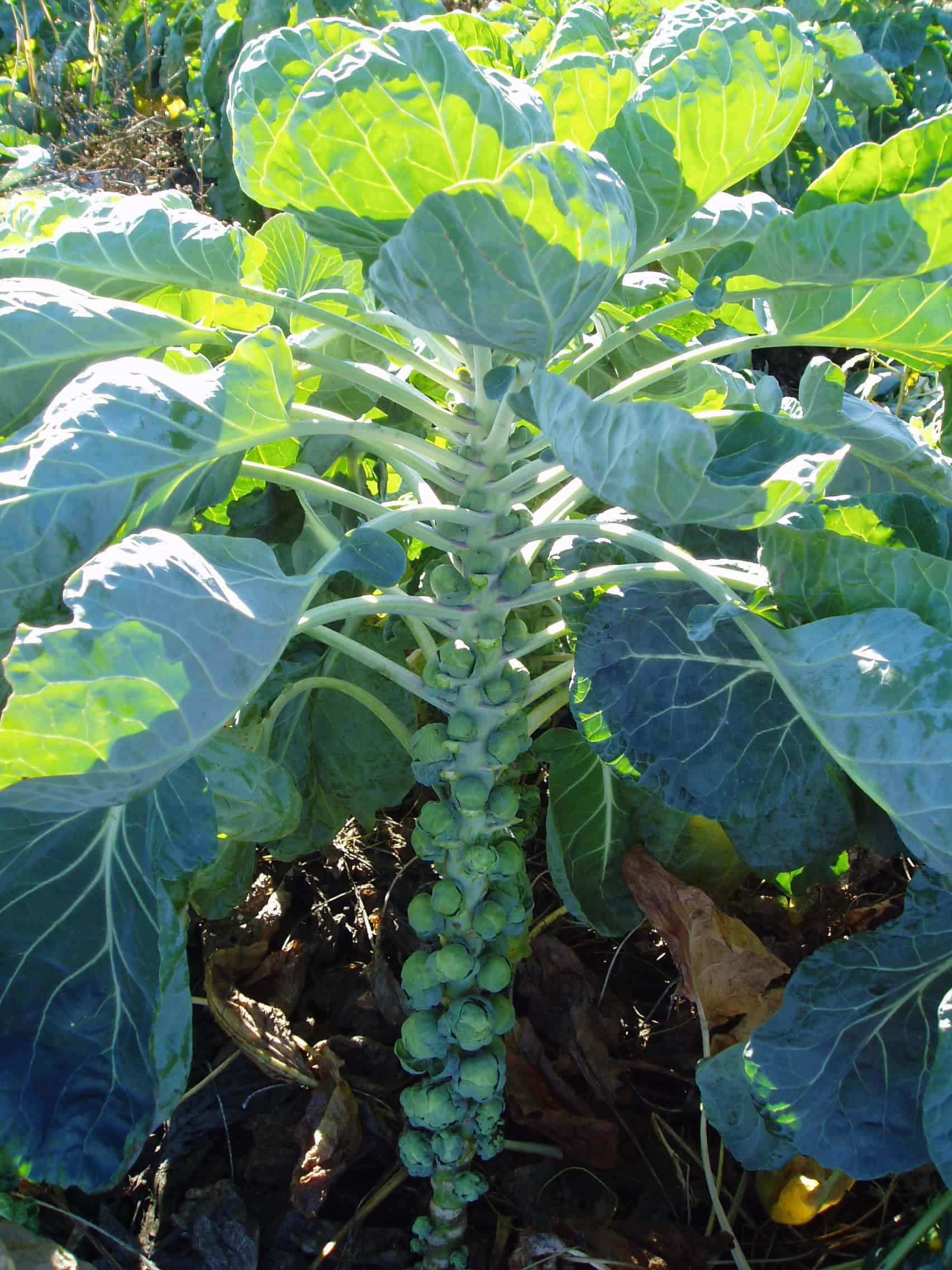 'n plant met groen blare Muurpapier