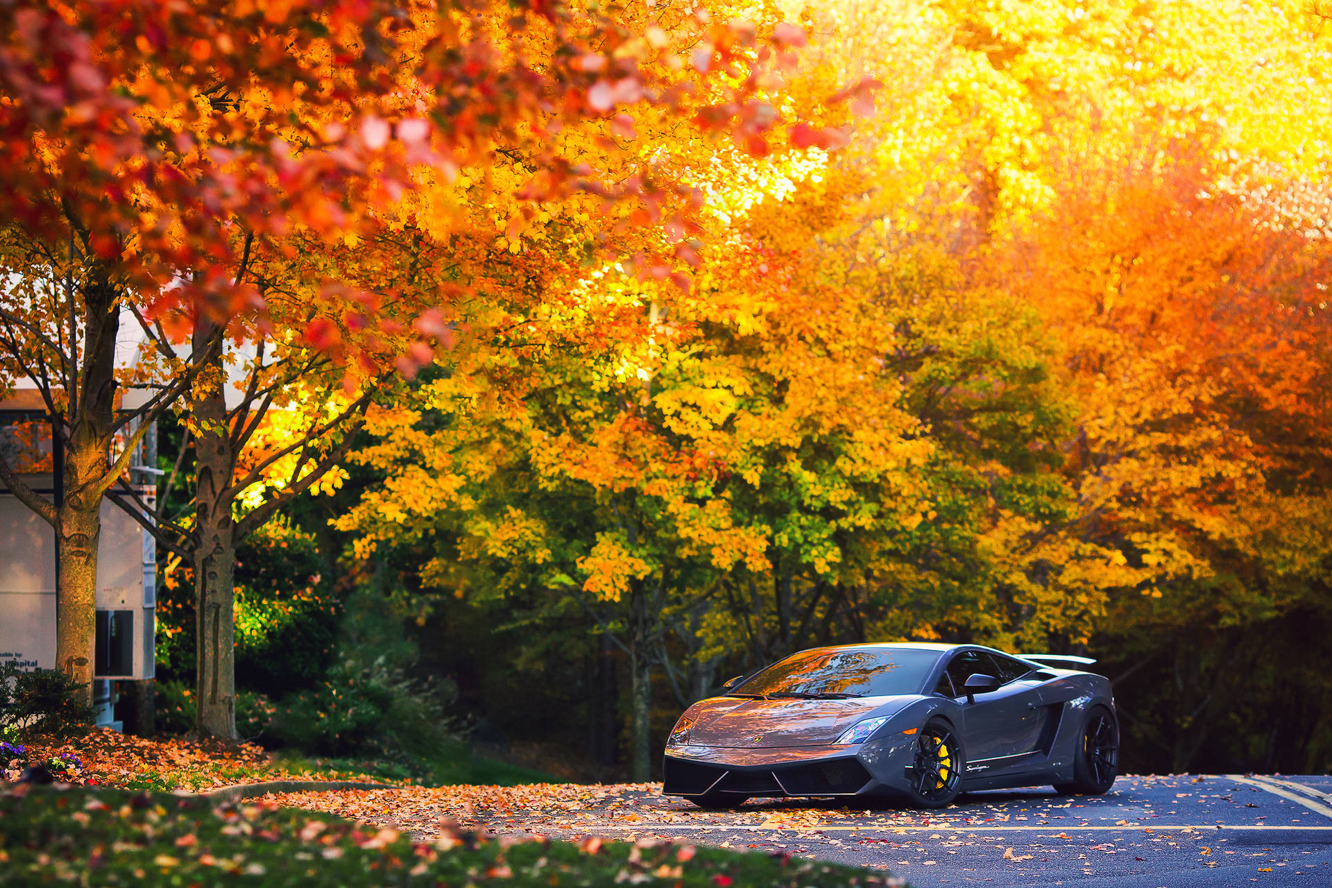 Grys Lamborghini Gallardo in herfsagtergrond.