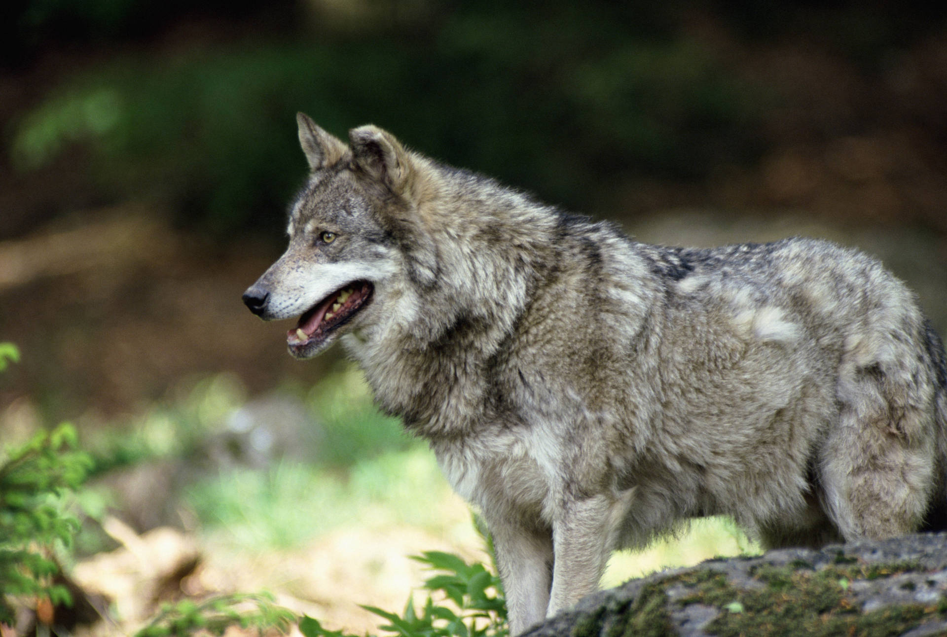 Grys wolf met blink dik pels of wol wat in die bos loop.