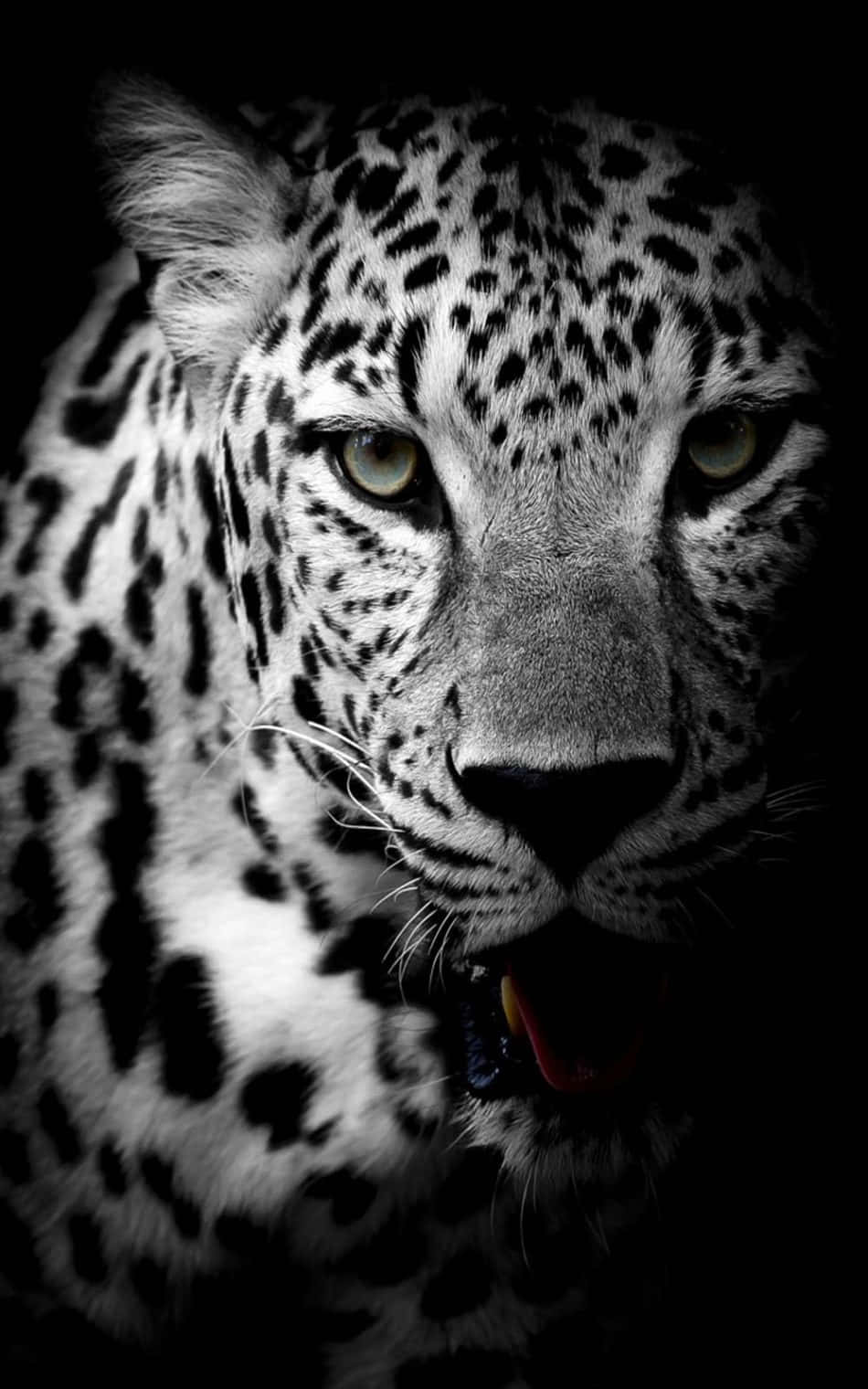 'n Pragtige, kragtige swart jaguar Muurpapier