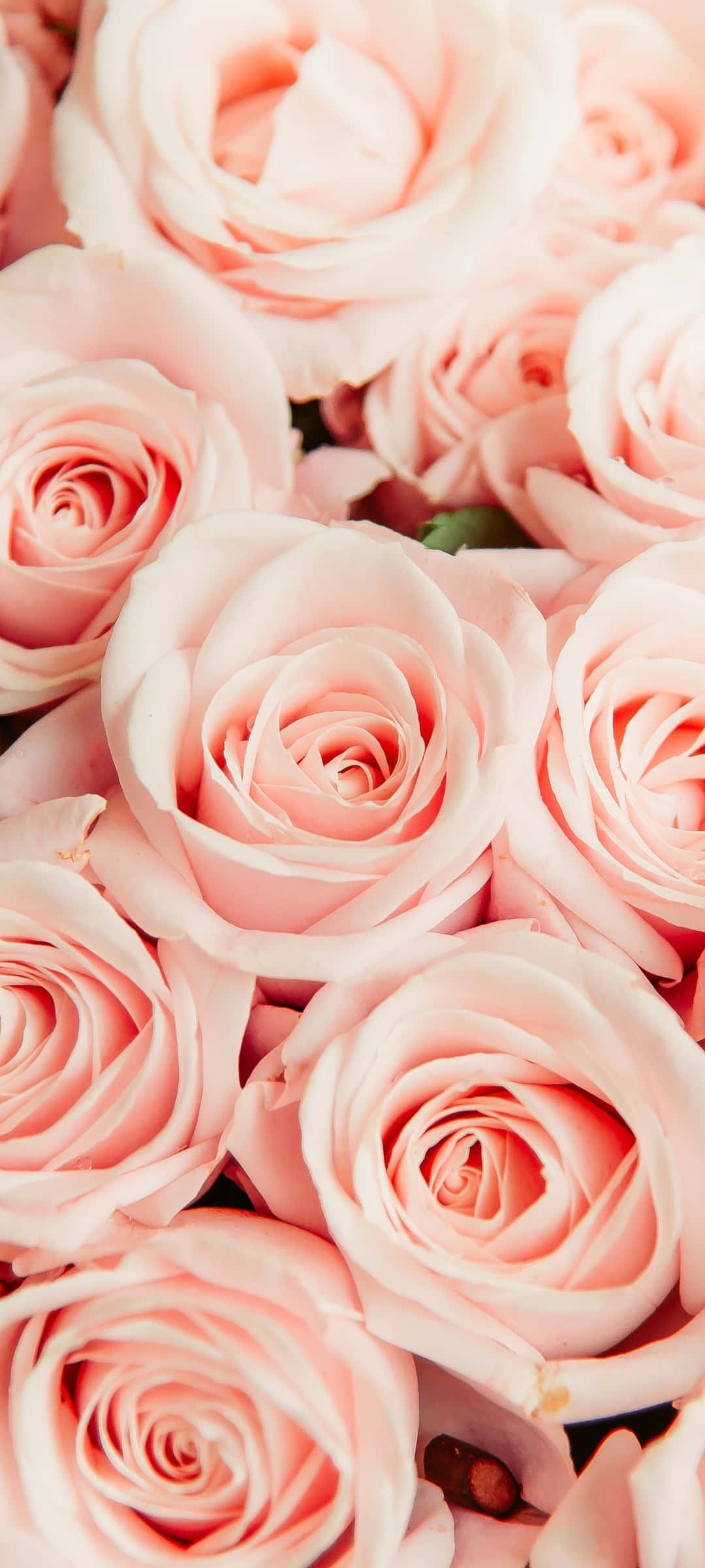 'n Pragtige ligpienk blompatroon-omhulsel op 'n iPhone Muurpapier