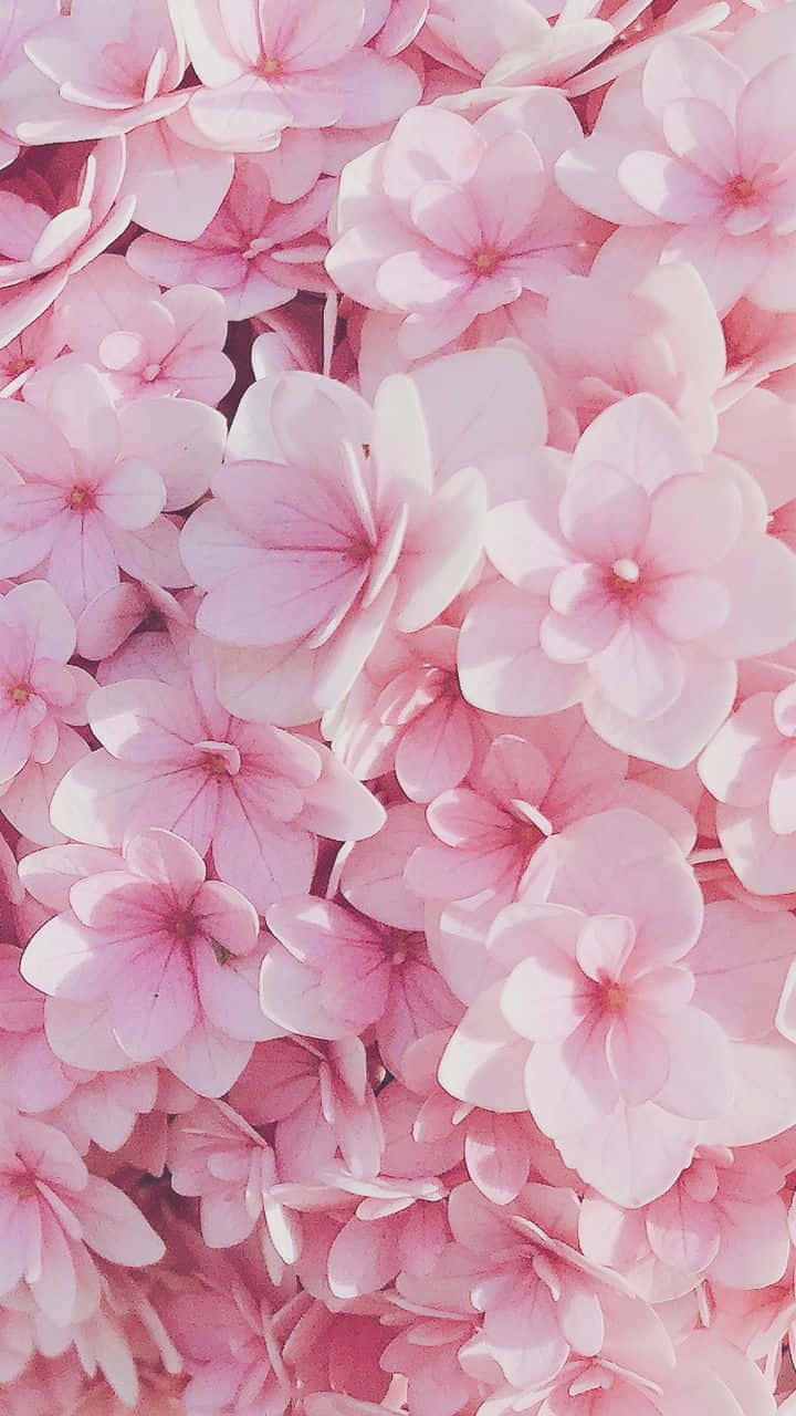 'n Pragtige patroon van pienk blomme teen 'n wit agtergrond. Muurpapier