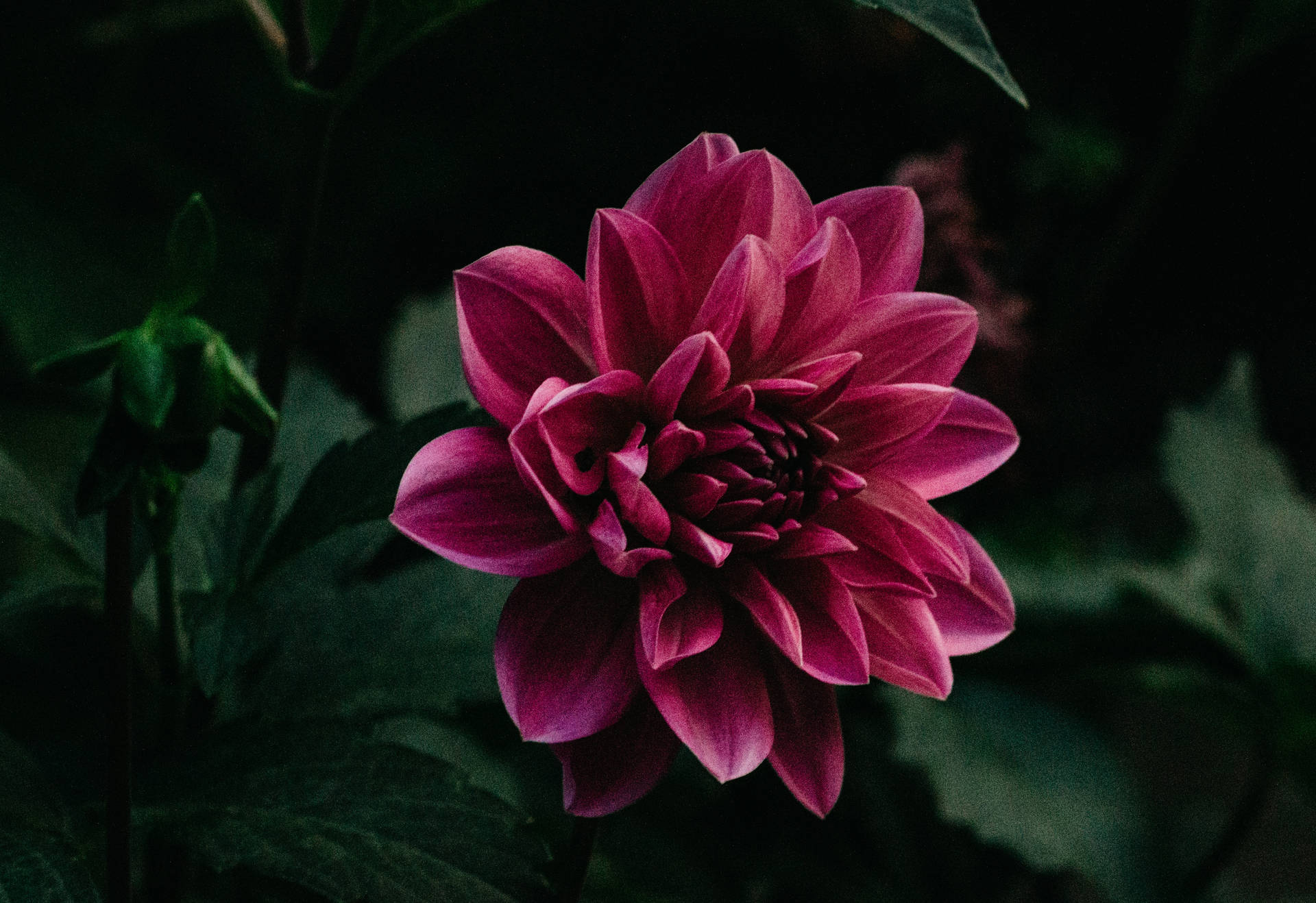 Pers blom met elegante dun kroonblare en groen blare-behangpapier. — Pastel pers GIF Muurpapier