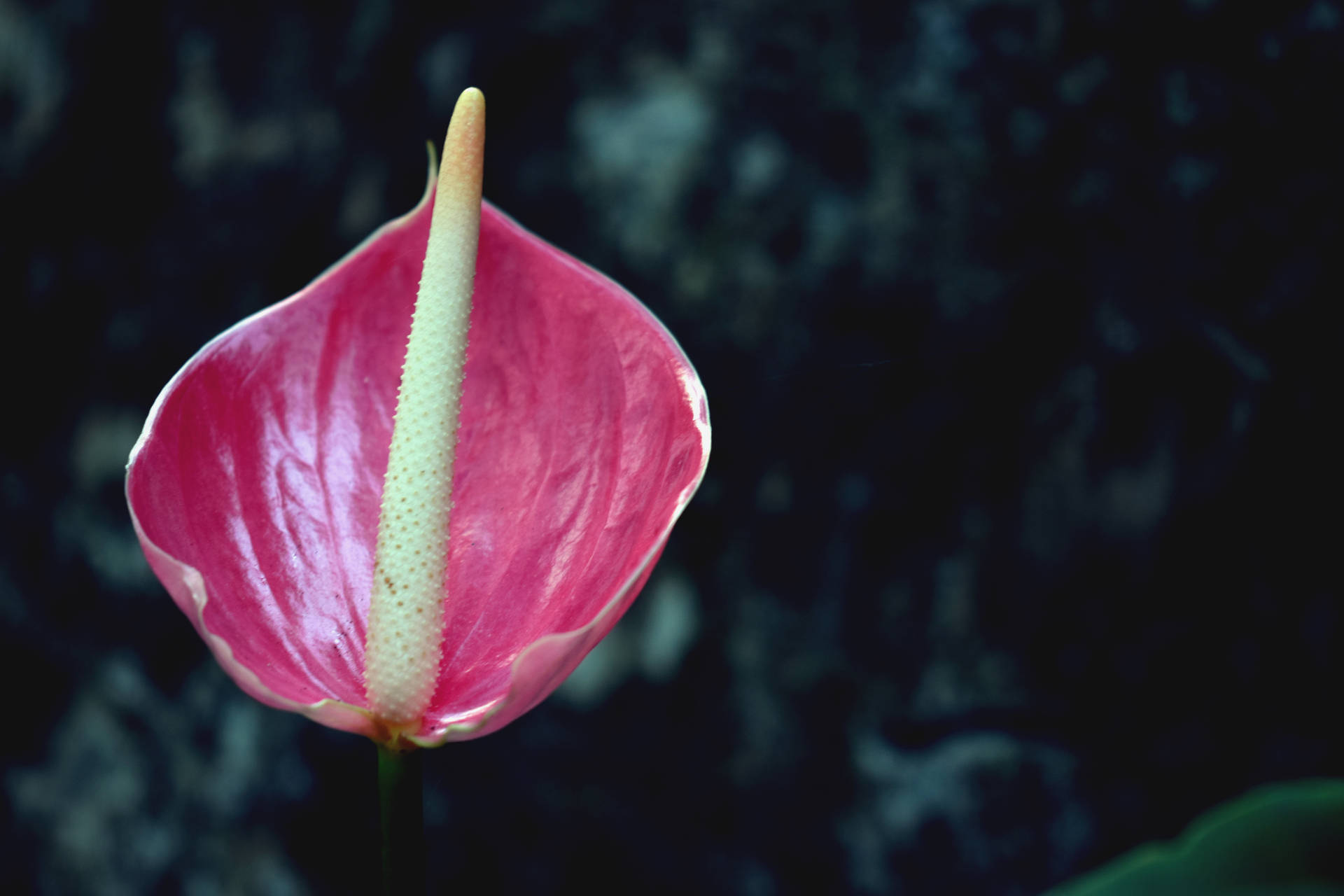 Pragtige pienk Anthuriumblom-agtergrond. — Blom GIF Muurpapier
