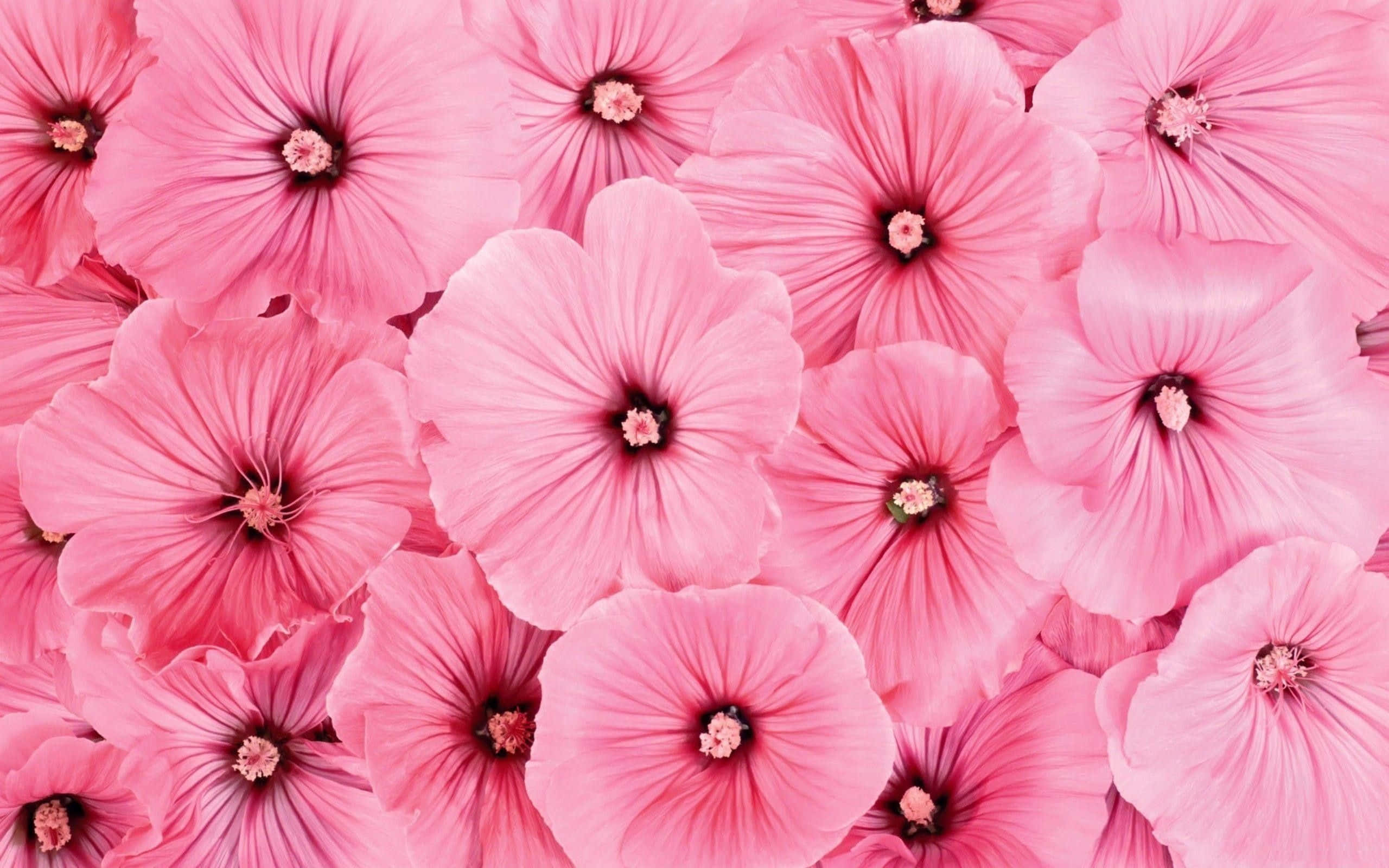 'n Pragtige pienk blomme-agtergrond. Muurpapier