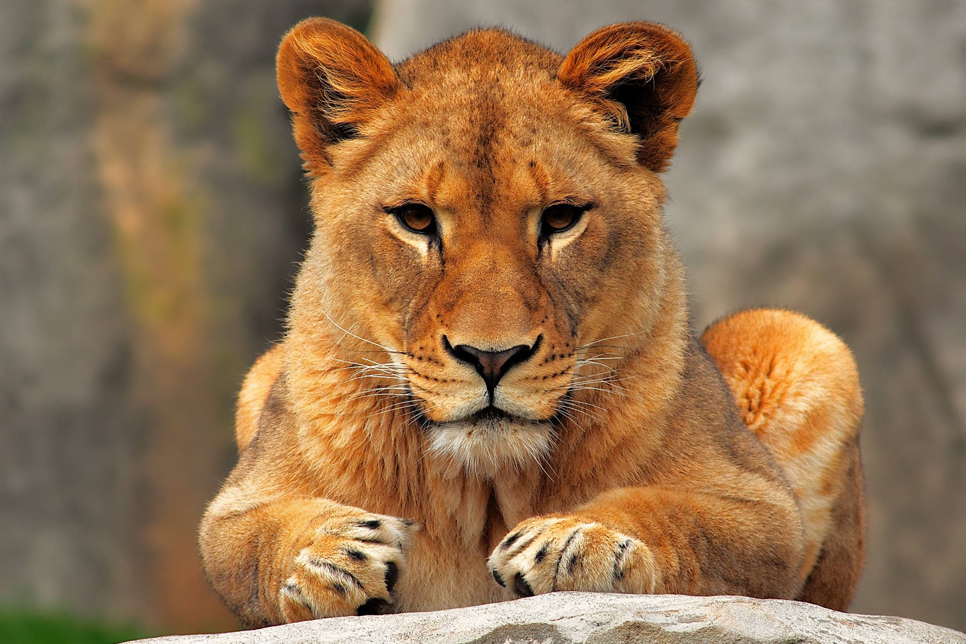 Kopskoot van roofdier leeuwyfie wat op 'n klip sit en haar felle bruin oë en helder oranje pels wys.