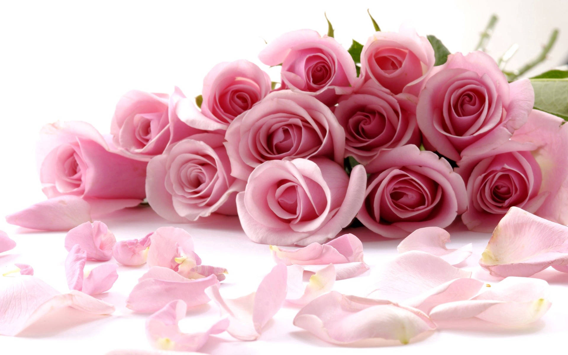 Voorbeeldagtergrond rose, blom, blomblare — Blom GIF Muurpapier