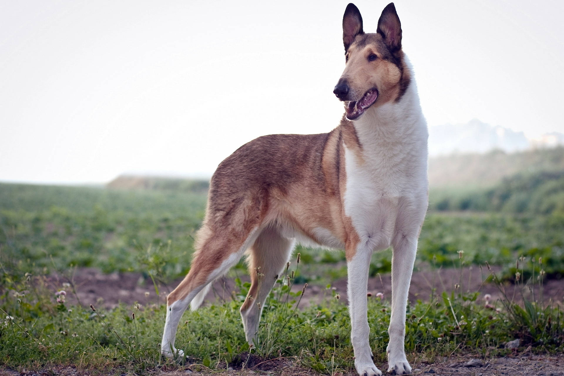 Smooth Collie hond wat op grasveld staan agtergrond