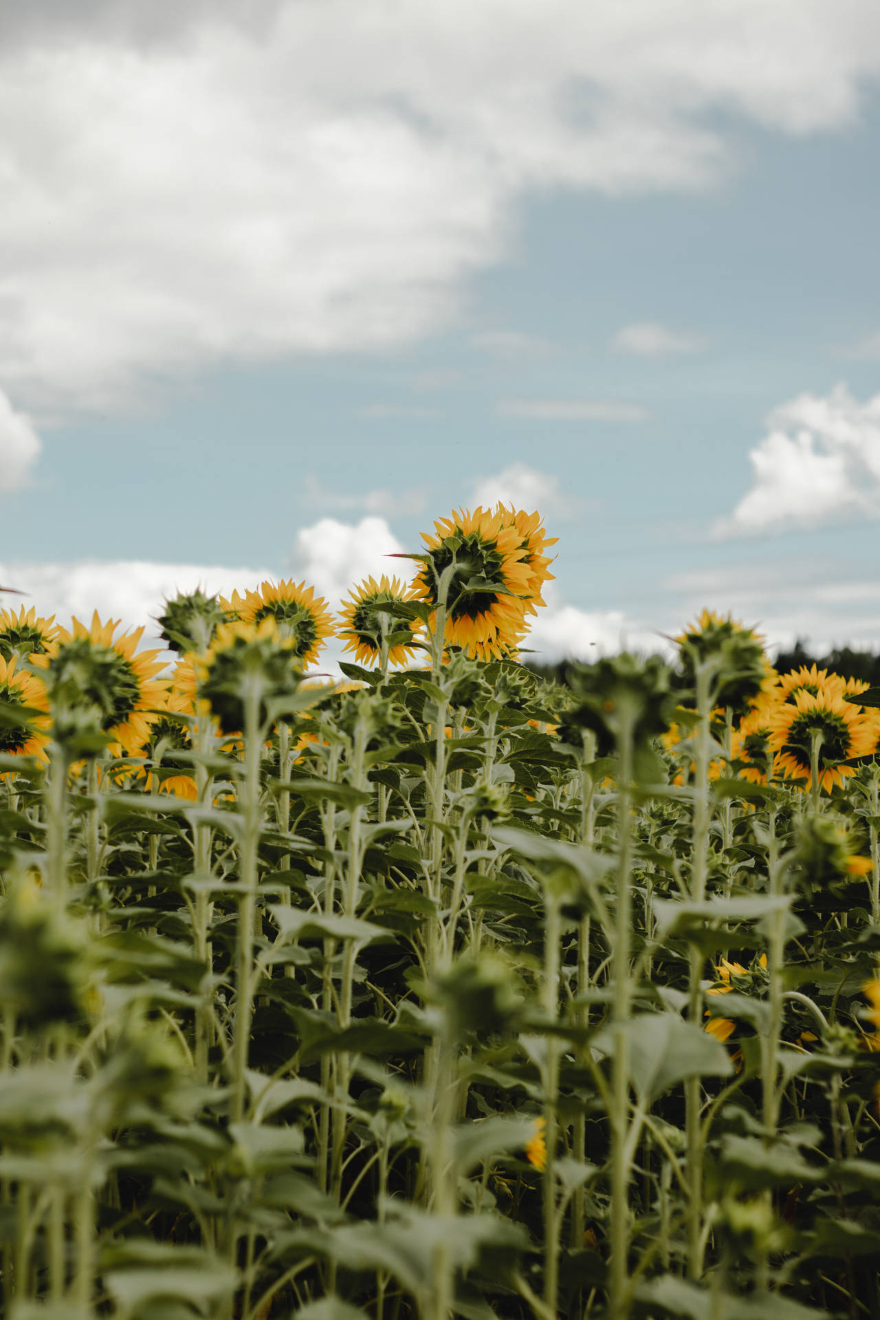 Sonneblomveld met groot blomblare op 'n helder sonnige dag, blomme wat buig.