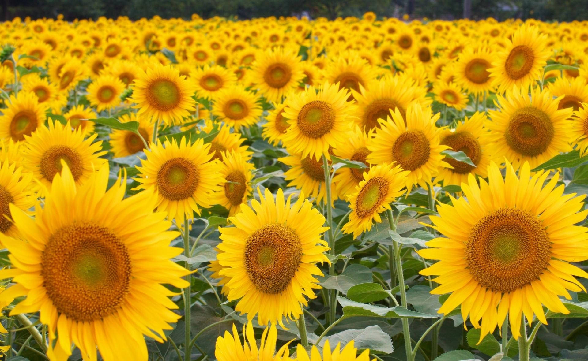 Sonneblomveld vol geel oranje sonneblomme met groen blare.