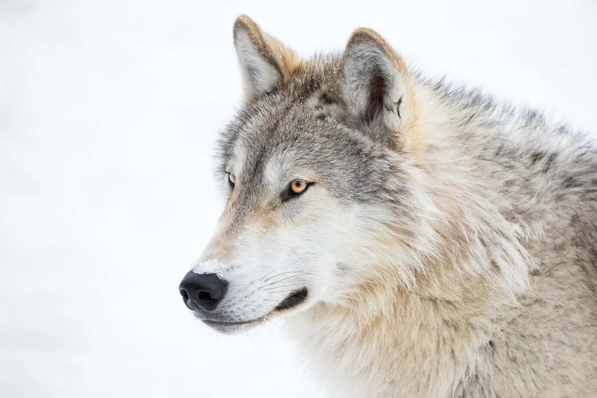 n Pragtige wolf in die bos geteken Muurpapier