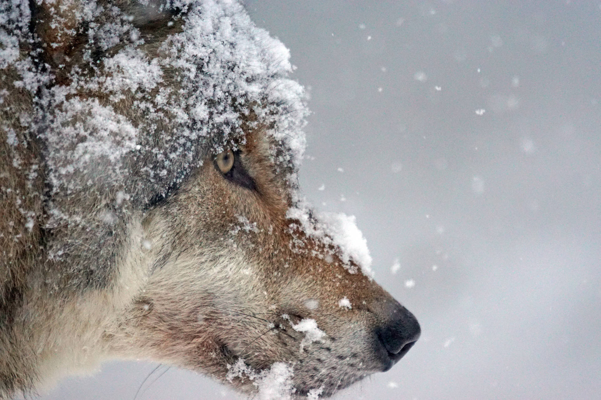Wolfkop bedek met sneeu agtergrond.