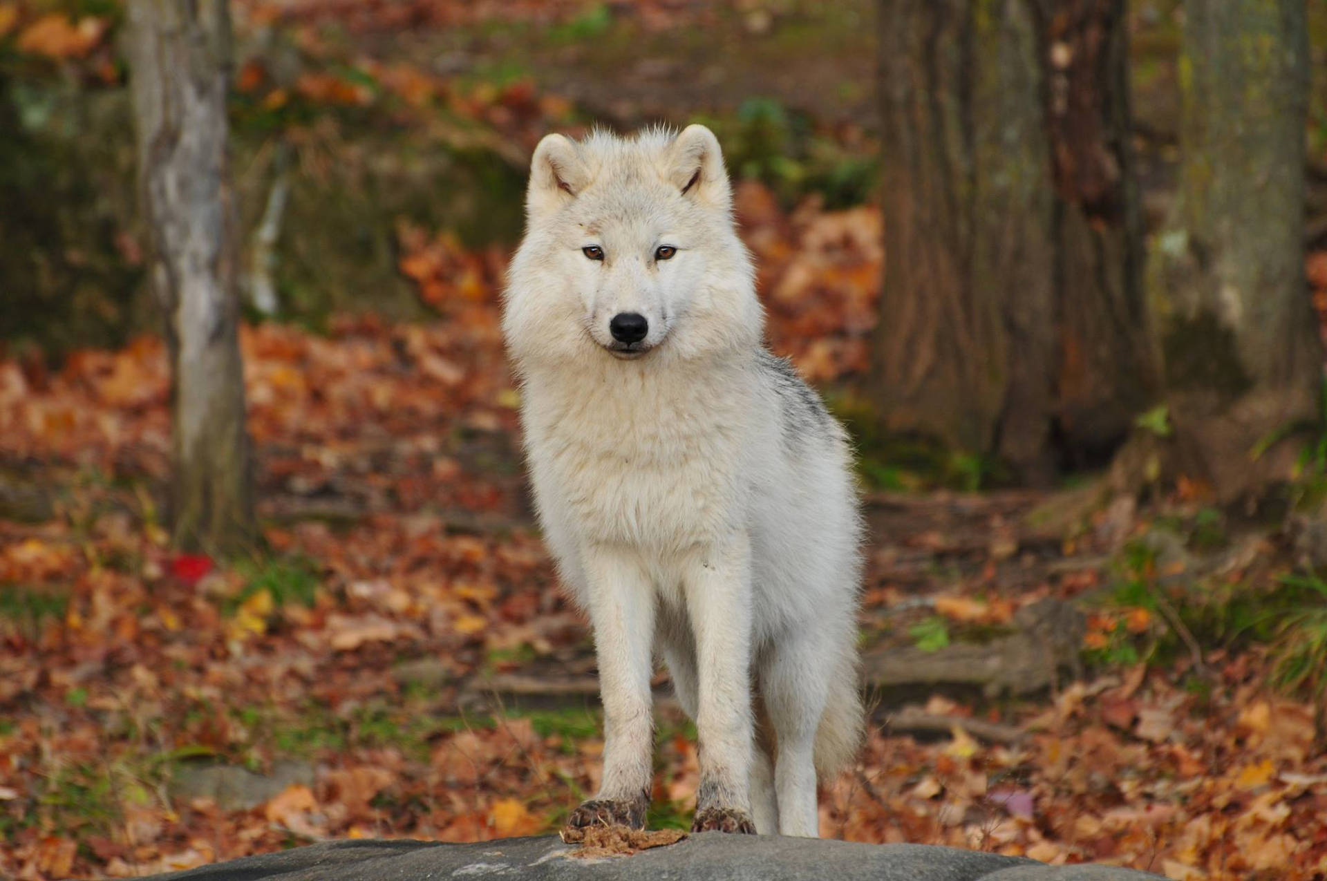 'n Wit en reuse wolf wat in die bos staan en na die kamera staar.