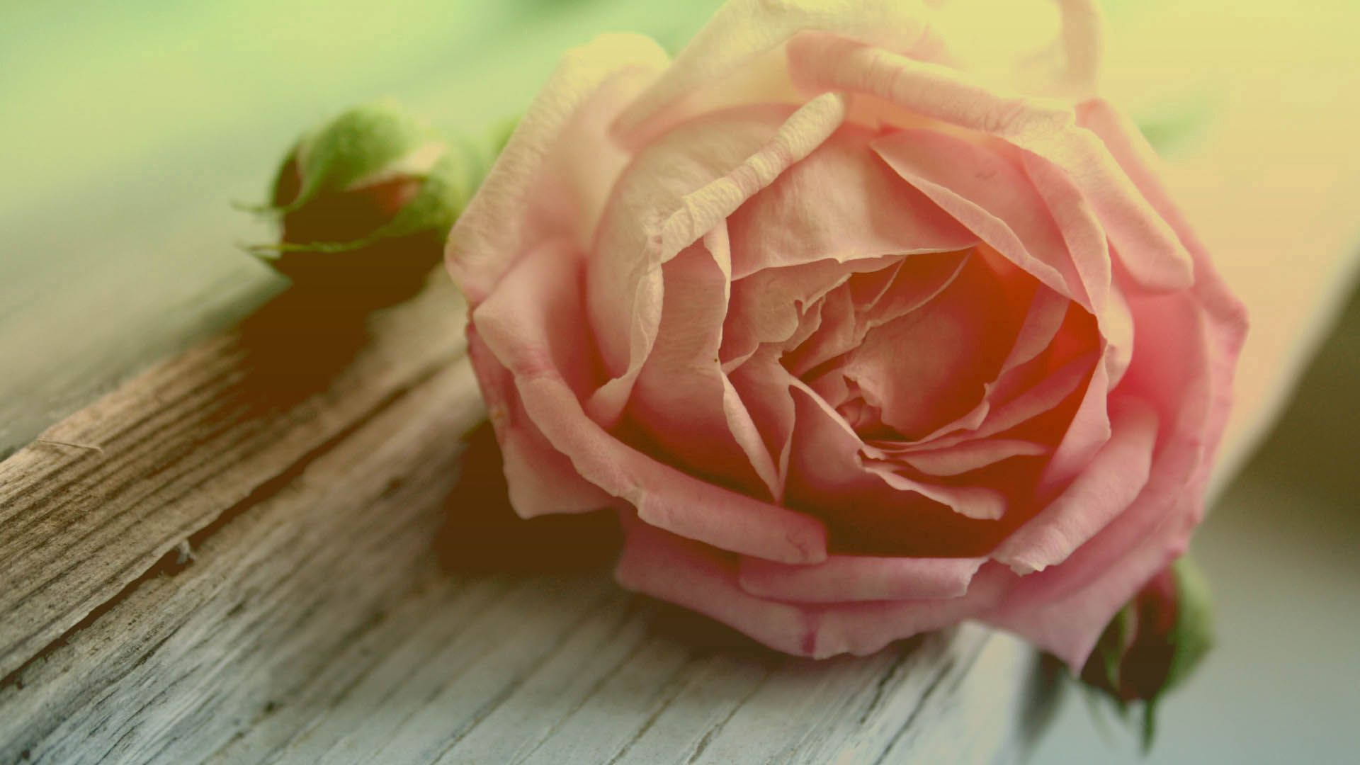 Voorbeeldagtergrond roos, blom, blomblare