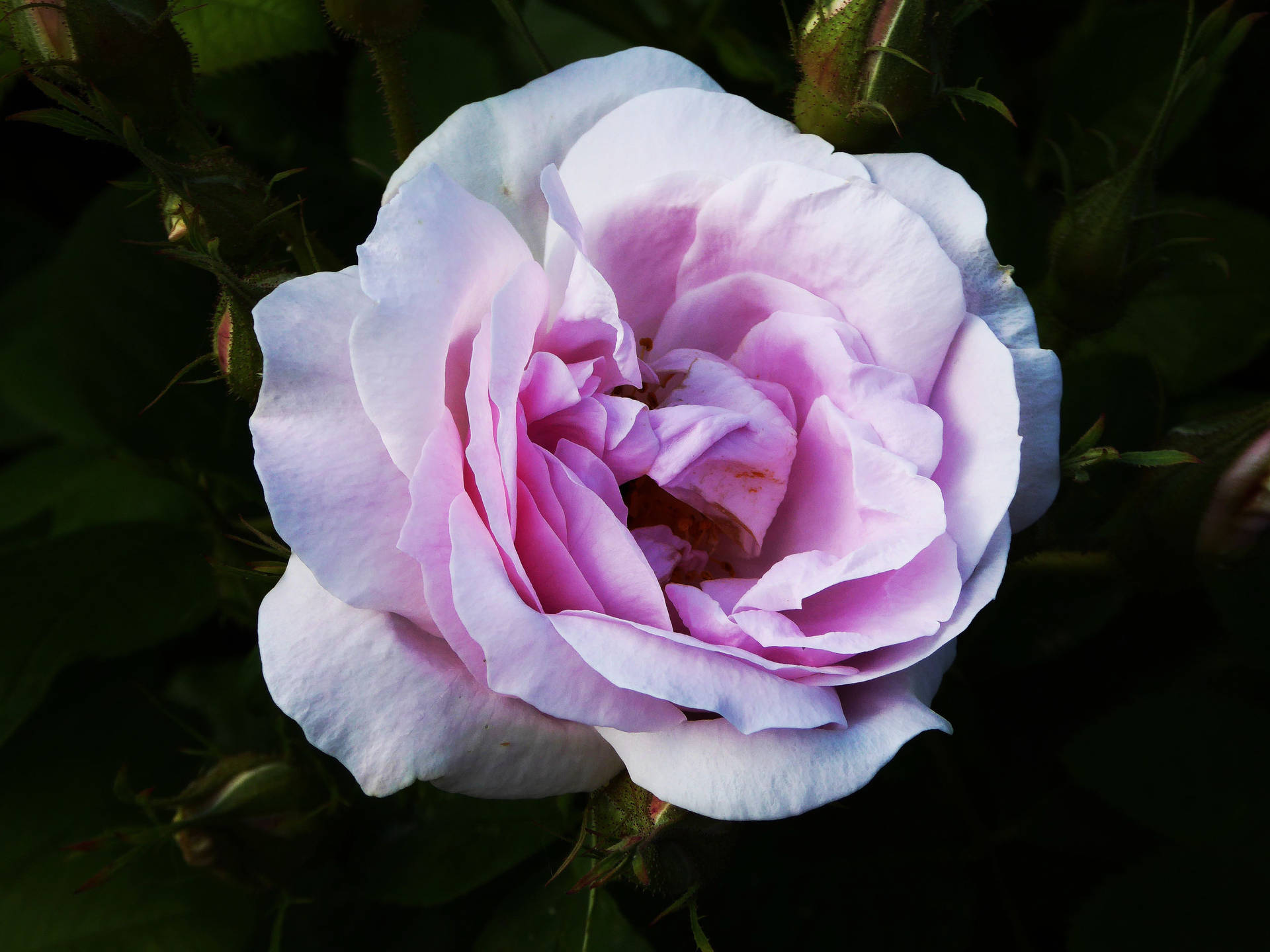 Voorbeeldagtergrond roos, knop, blomblare