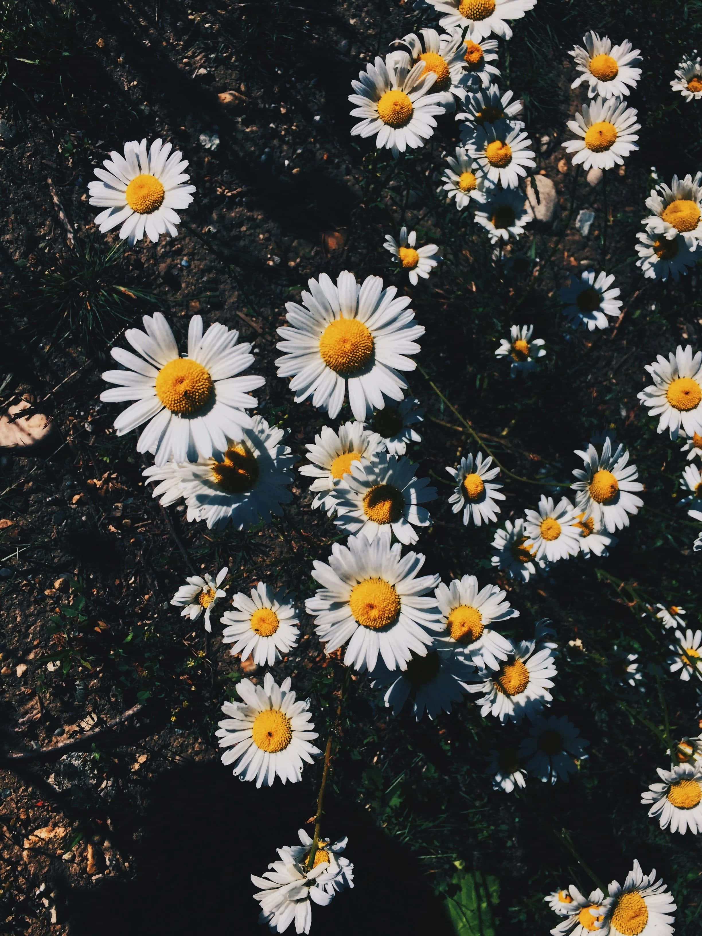 'N Ruiker van Lewendige Estetiese Blomme Muurpapier