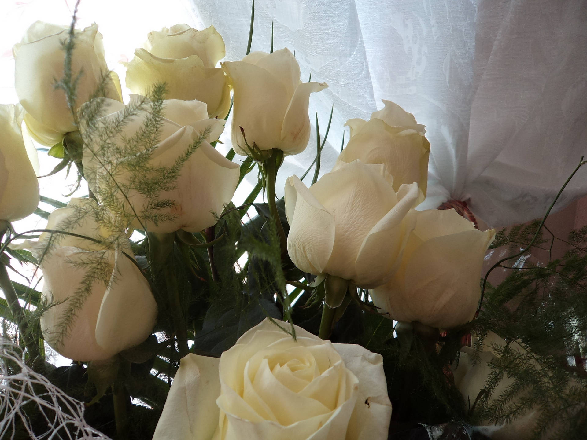 Voorskou-agtergrond rose, ruiker, wit