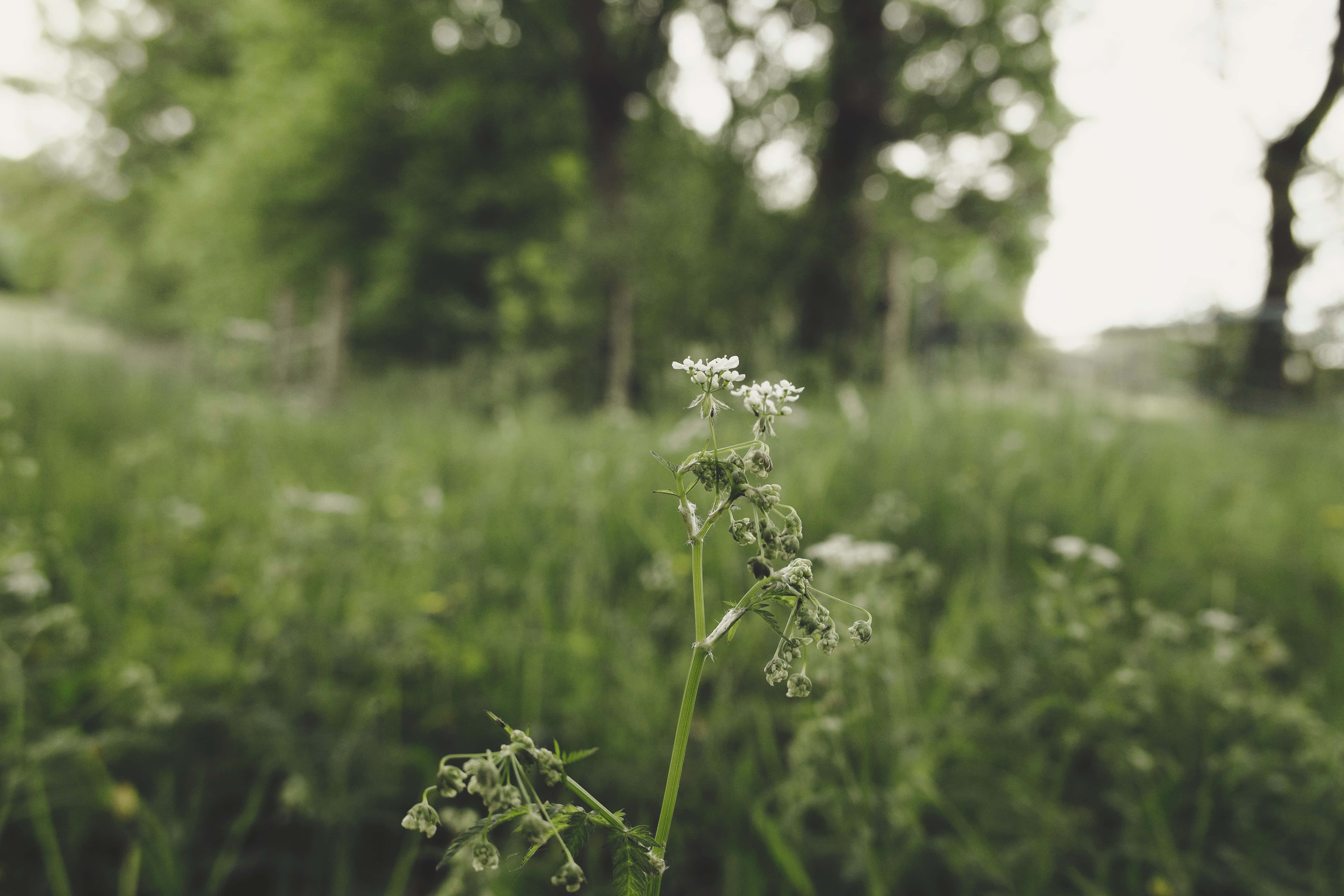 'n Rustige kothuis te midde van welige groen en blomme in volle blom Muurpapier