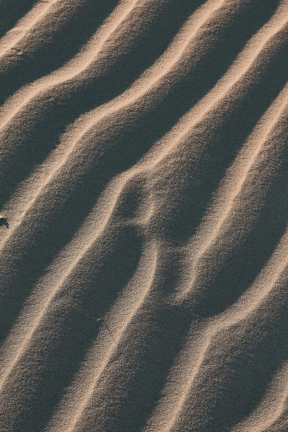 'n sandduin met 'n voël daarop Muurpapier