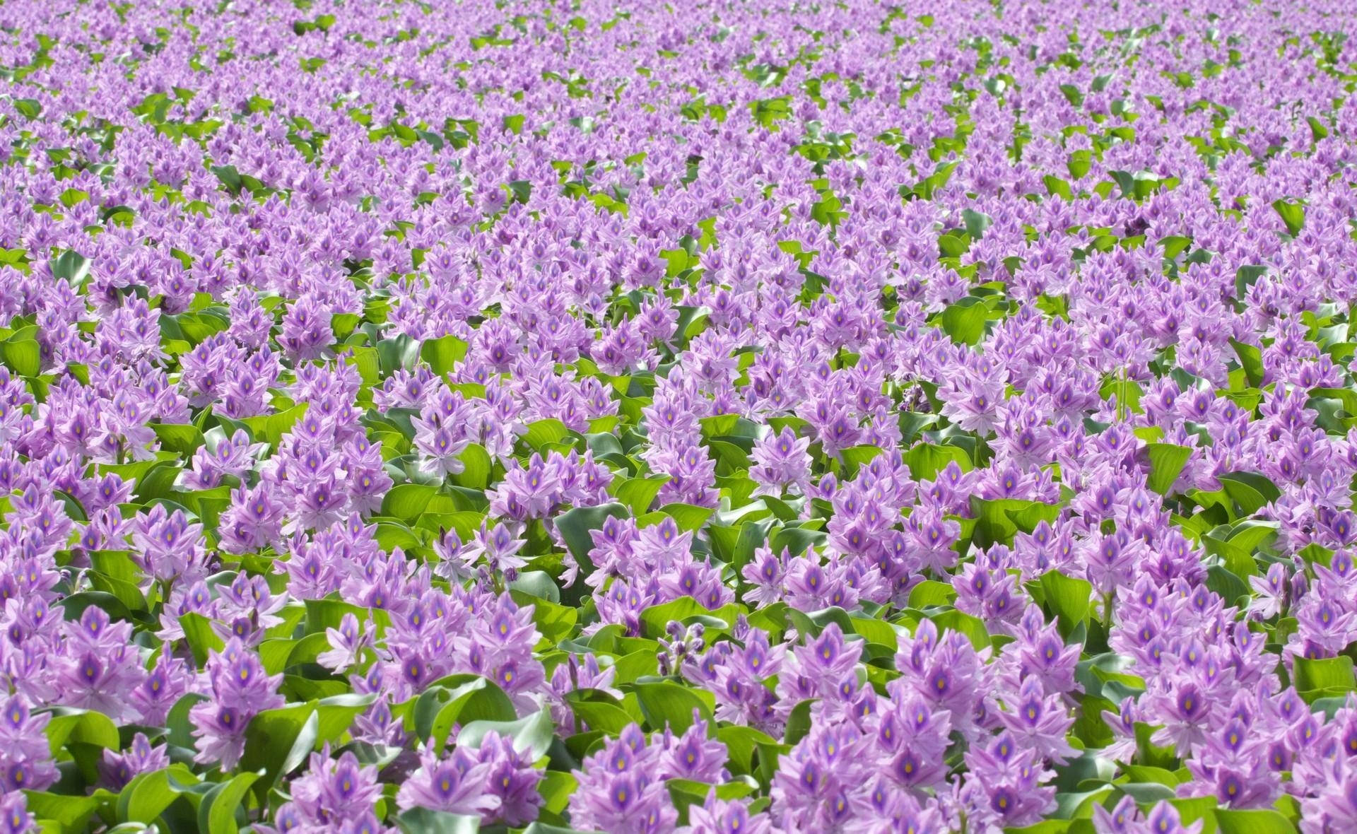 Vol pers blomme met groen blare in helder weer-behangpapier. — Pastel pers GIF Muurpapier