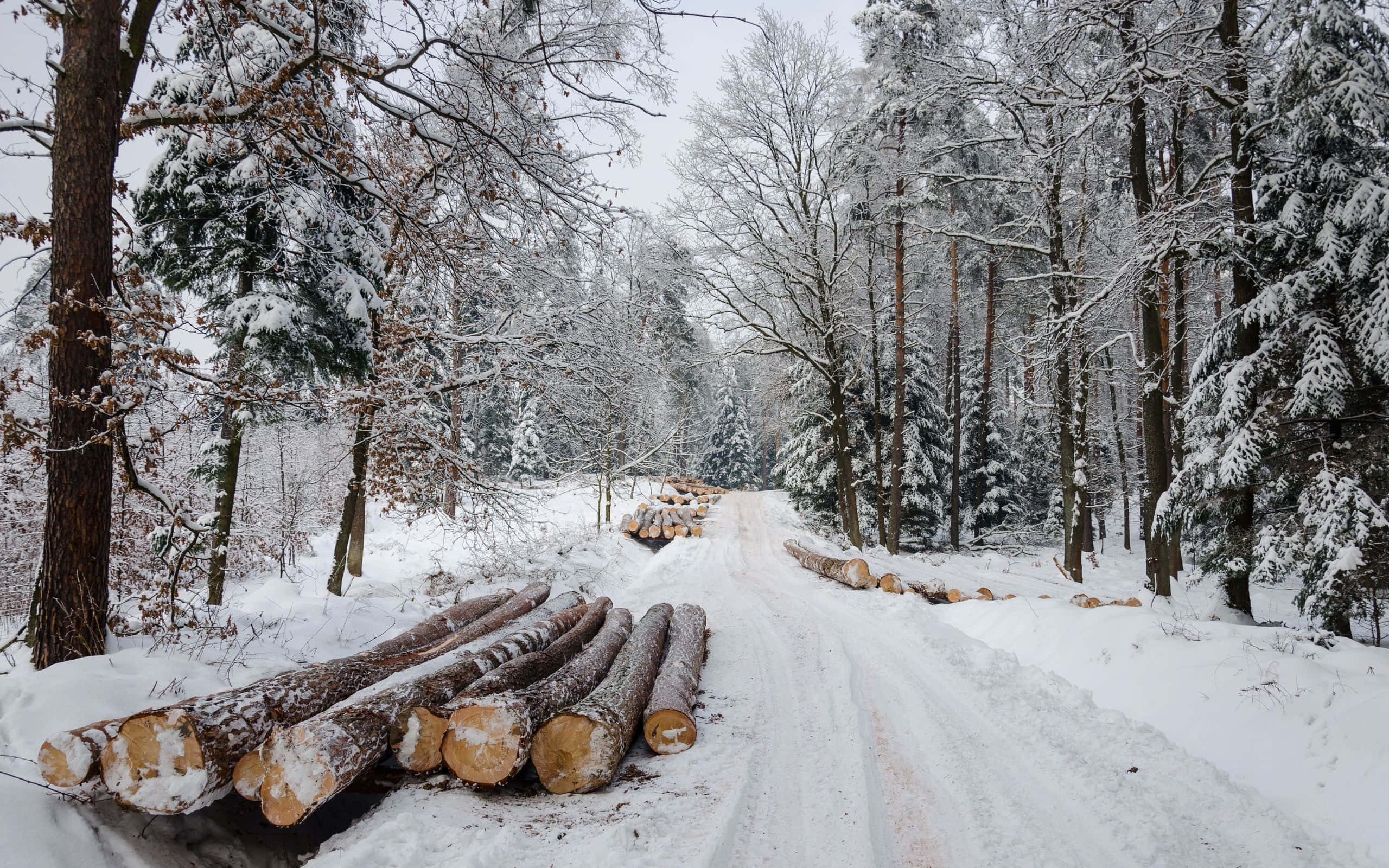 ’n Skilderagtige en ysige winterpad te midde van sneeubedekte bome Muurpapier