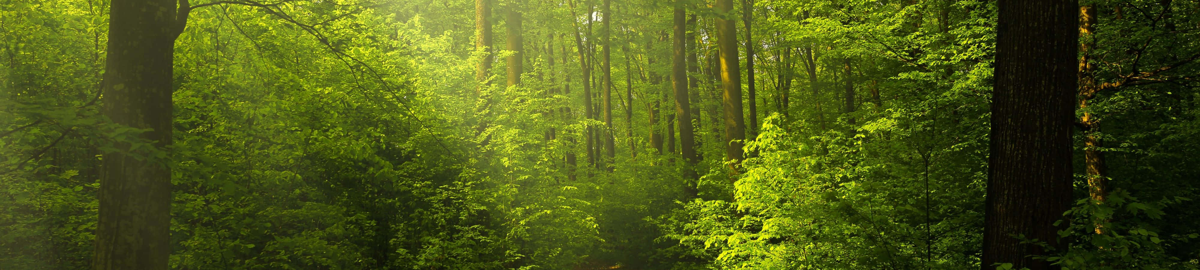 'n Skilderagtige landskap van 'n kronkelende rivier omring deur welige groen Muurpapier