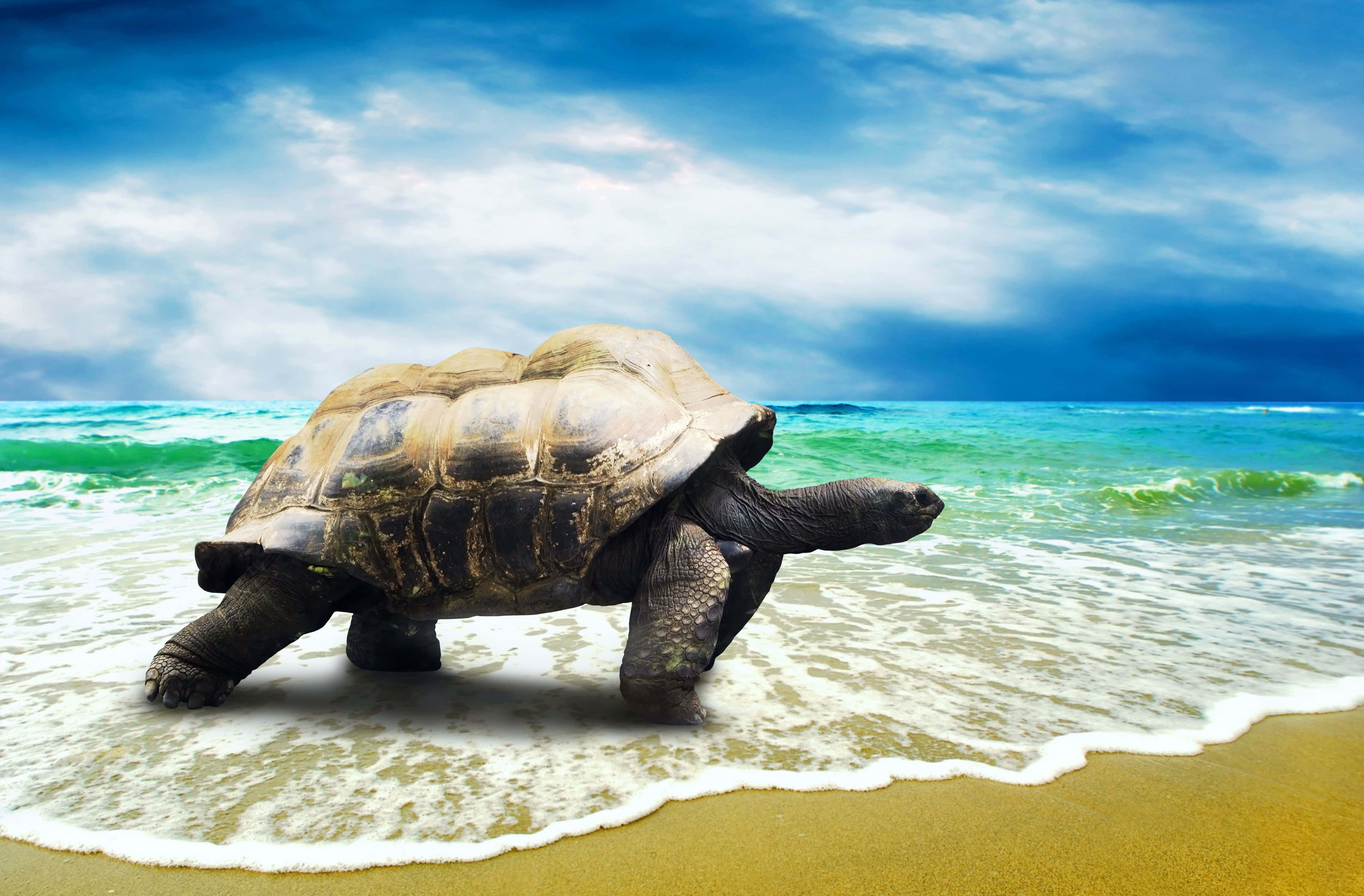 'n skilpad wat op die strand loop Muurpapier