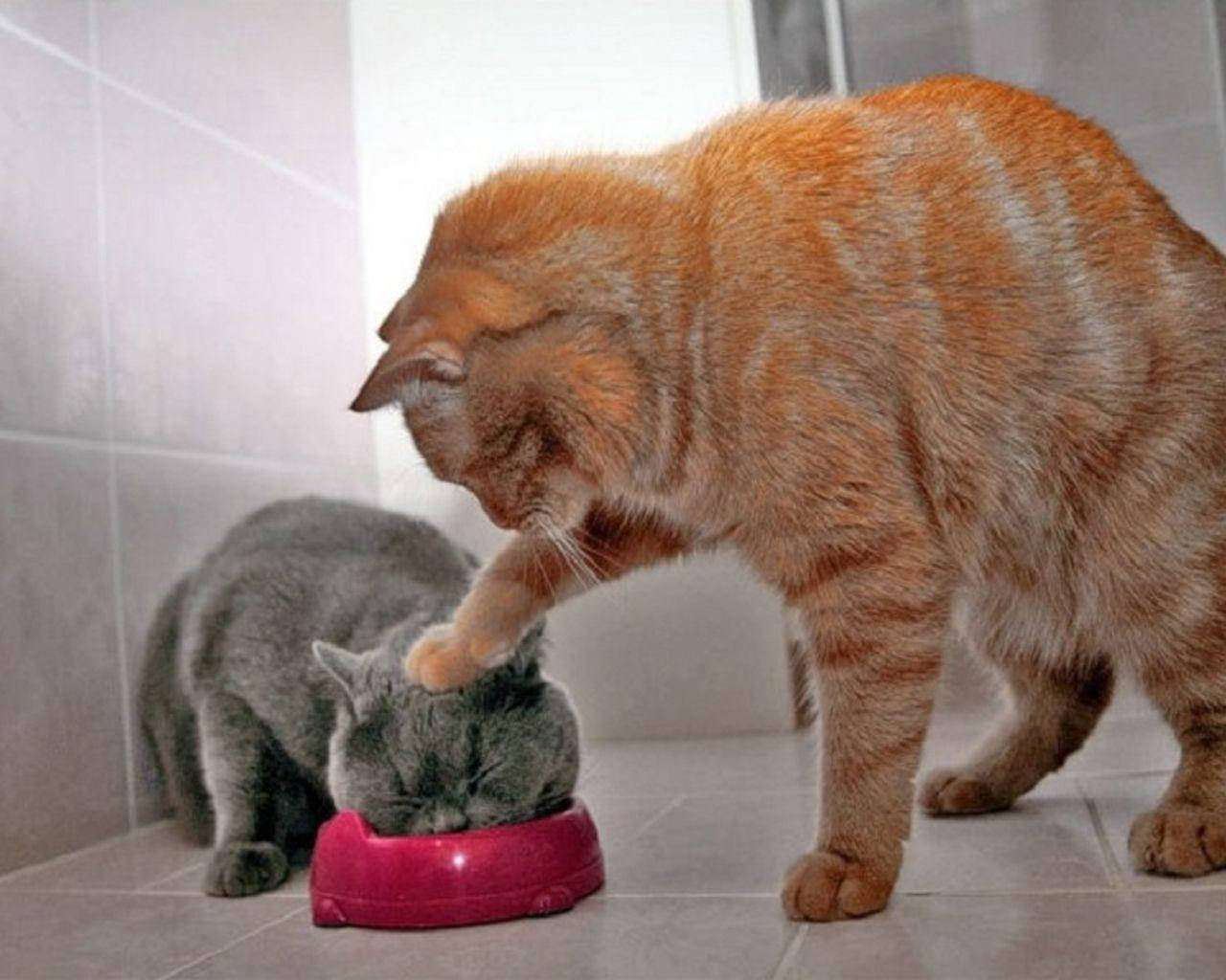 'n Snaakse Kat Duo wat eet Muurpapier
