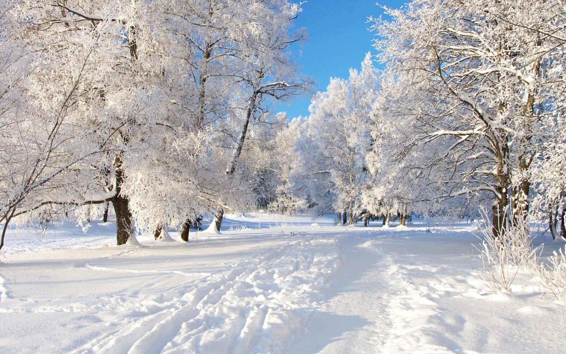 'n Sneeubedekte paadjie in 'n bos Muurpapier