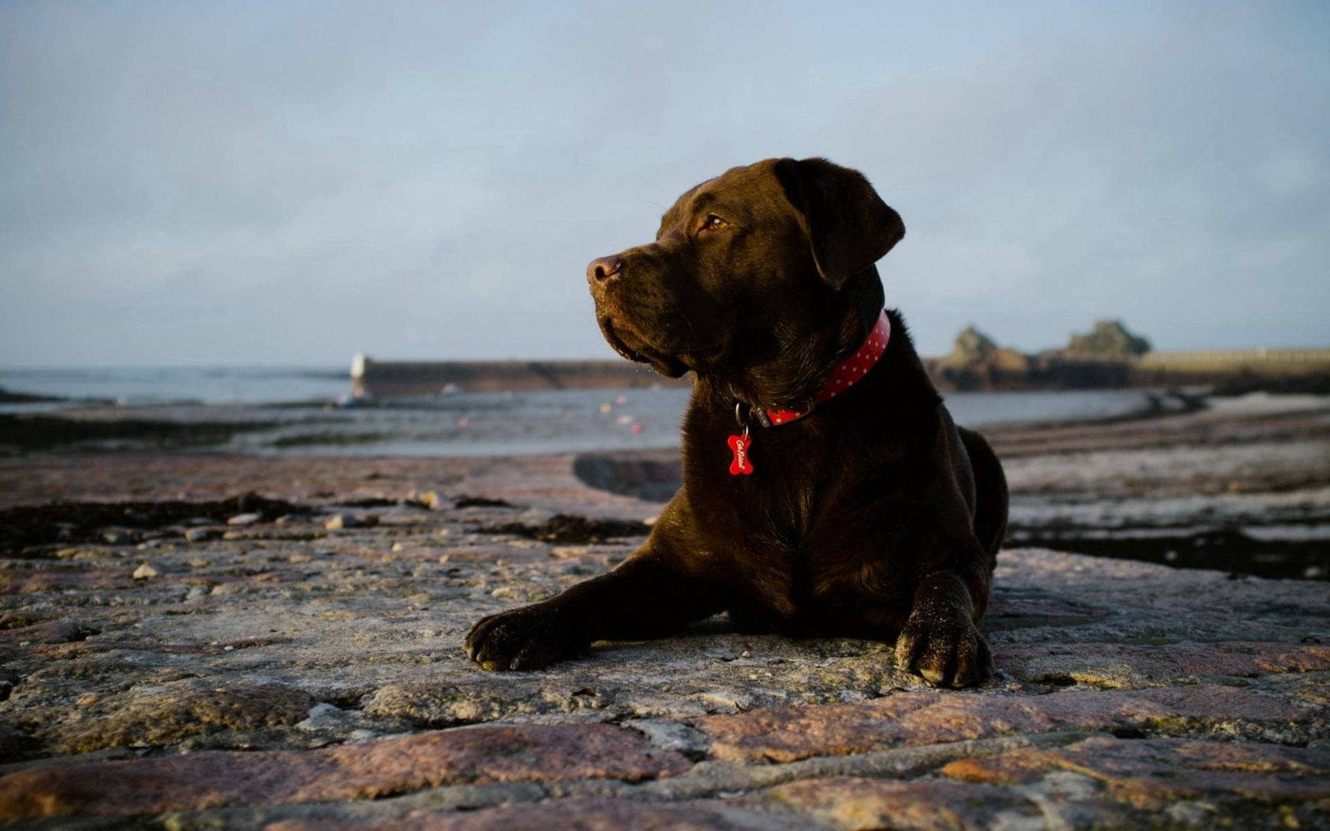 Chocolate Lab hond op rotsagtige grond by die see agtergrond